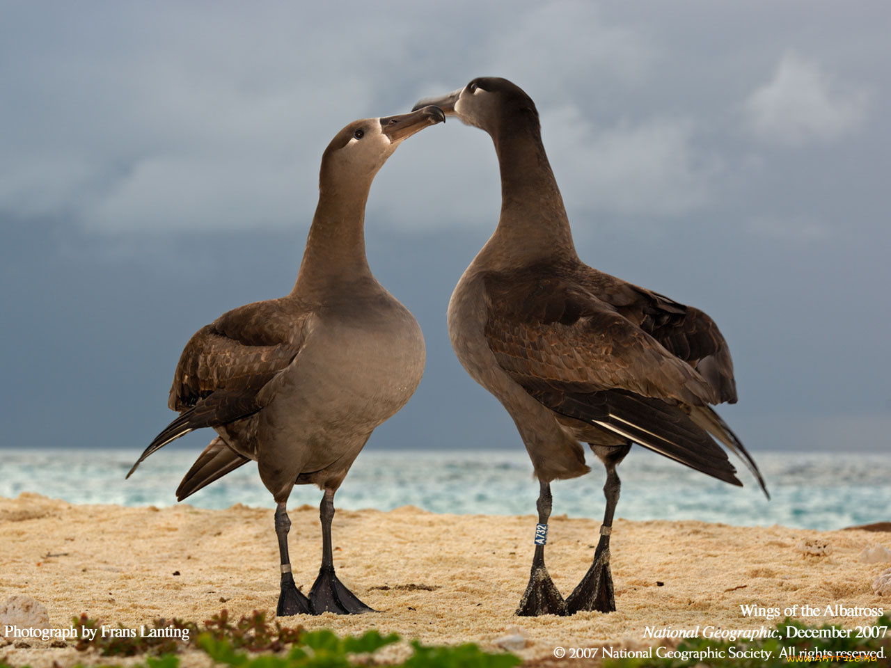 животные, альбатросы