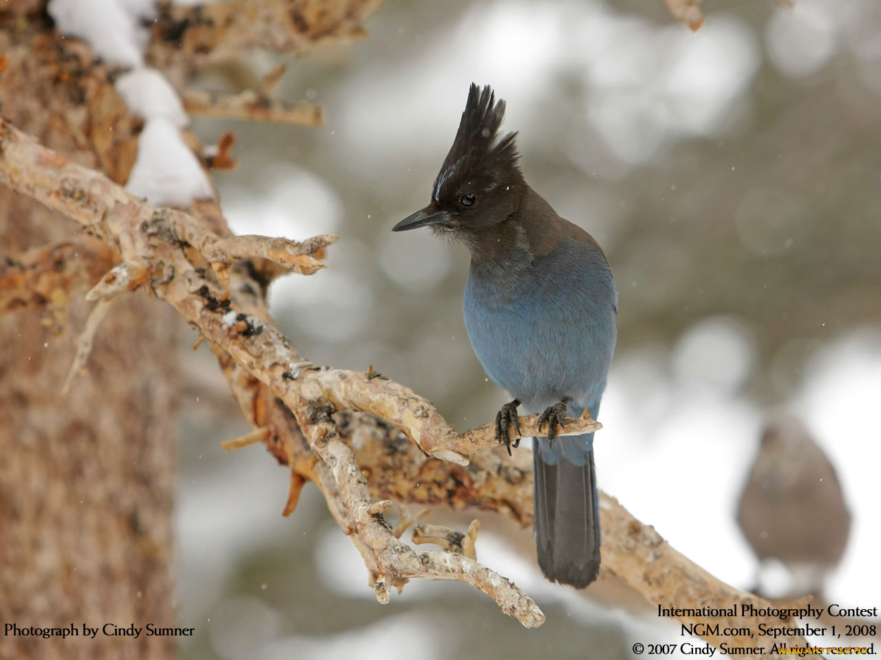 животные, птицы