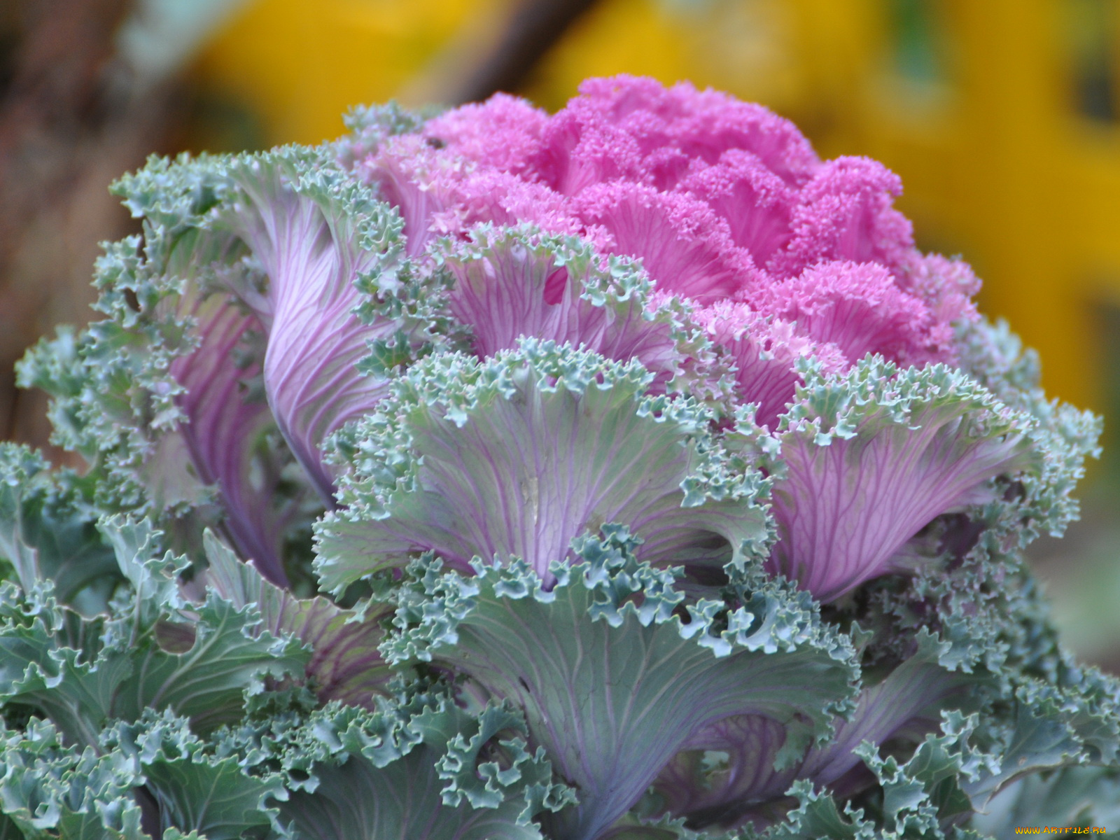 цветы, декоративная, капуста