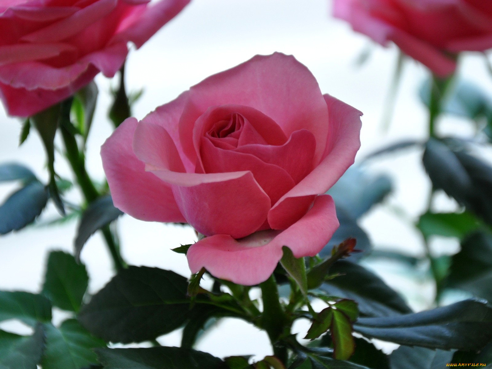 цветы, розы