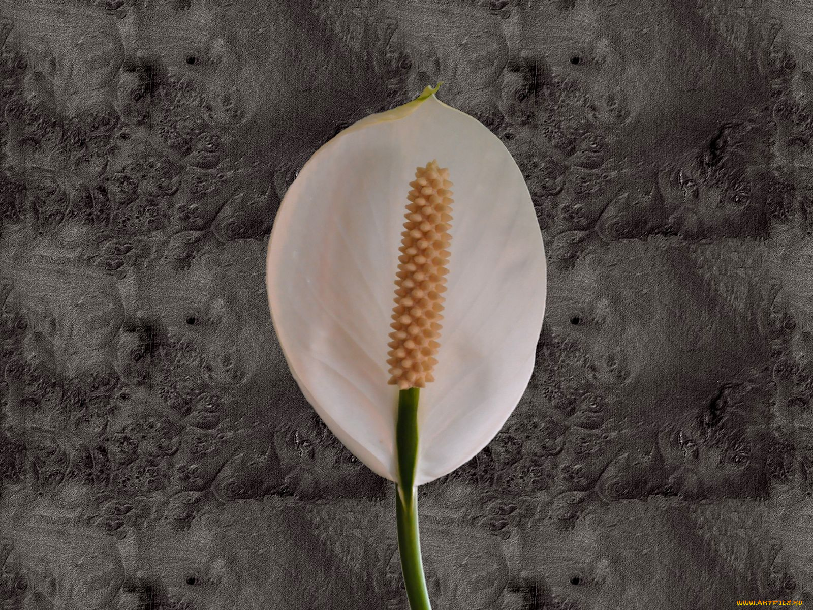 цветы, спатифиллум