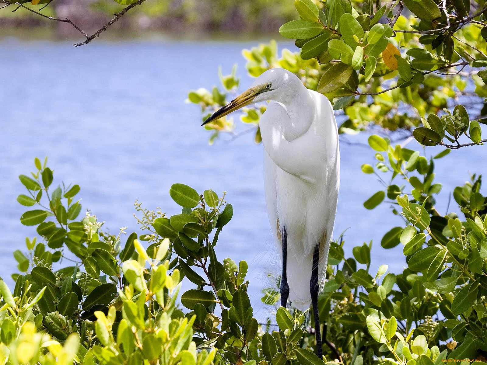 животные, цапли