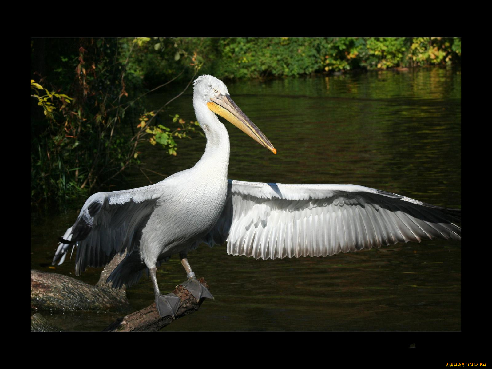 животные, пеликаны