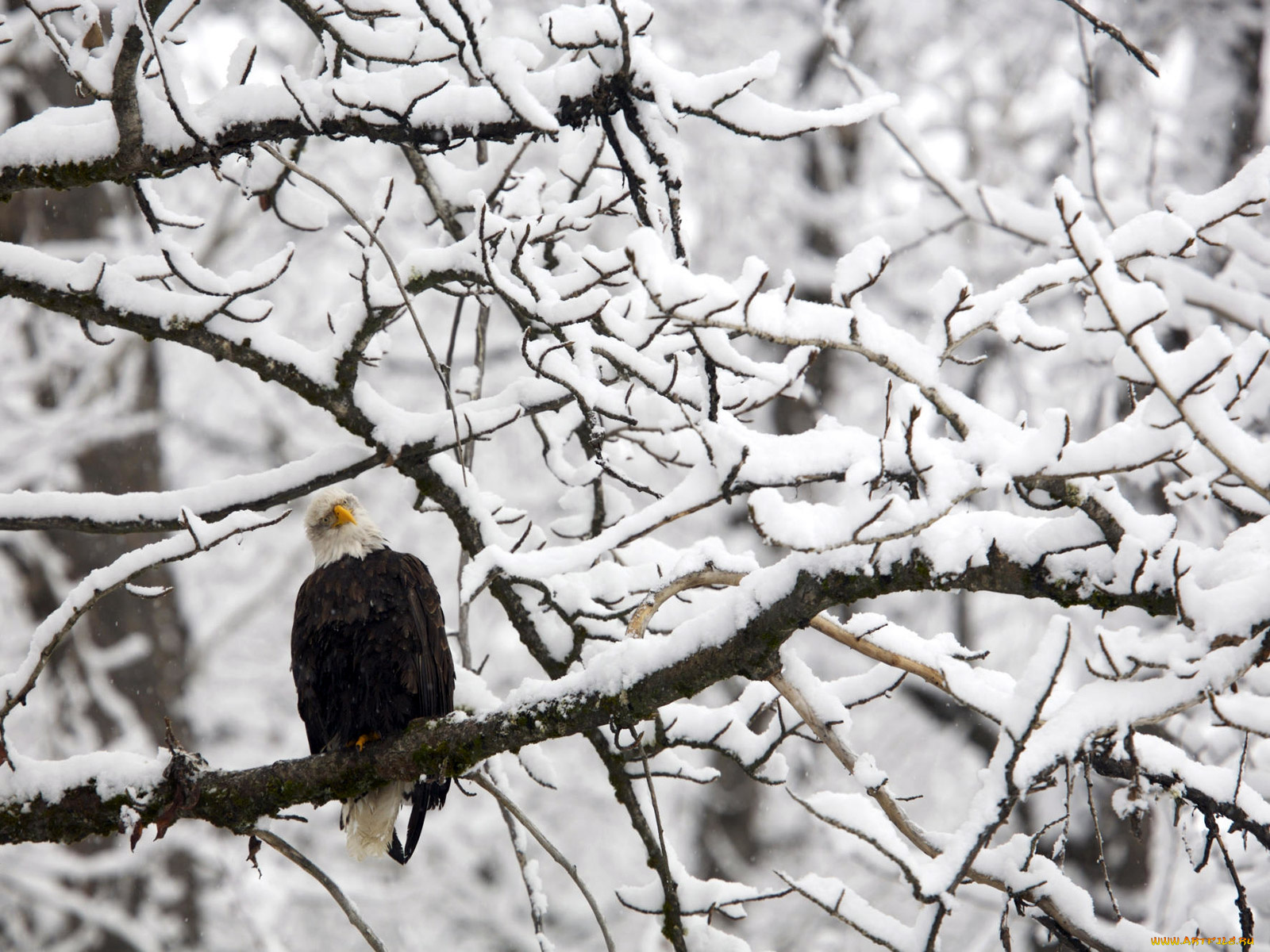 животные, птицы, хищники