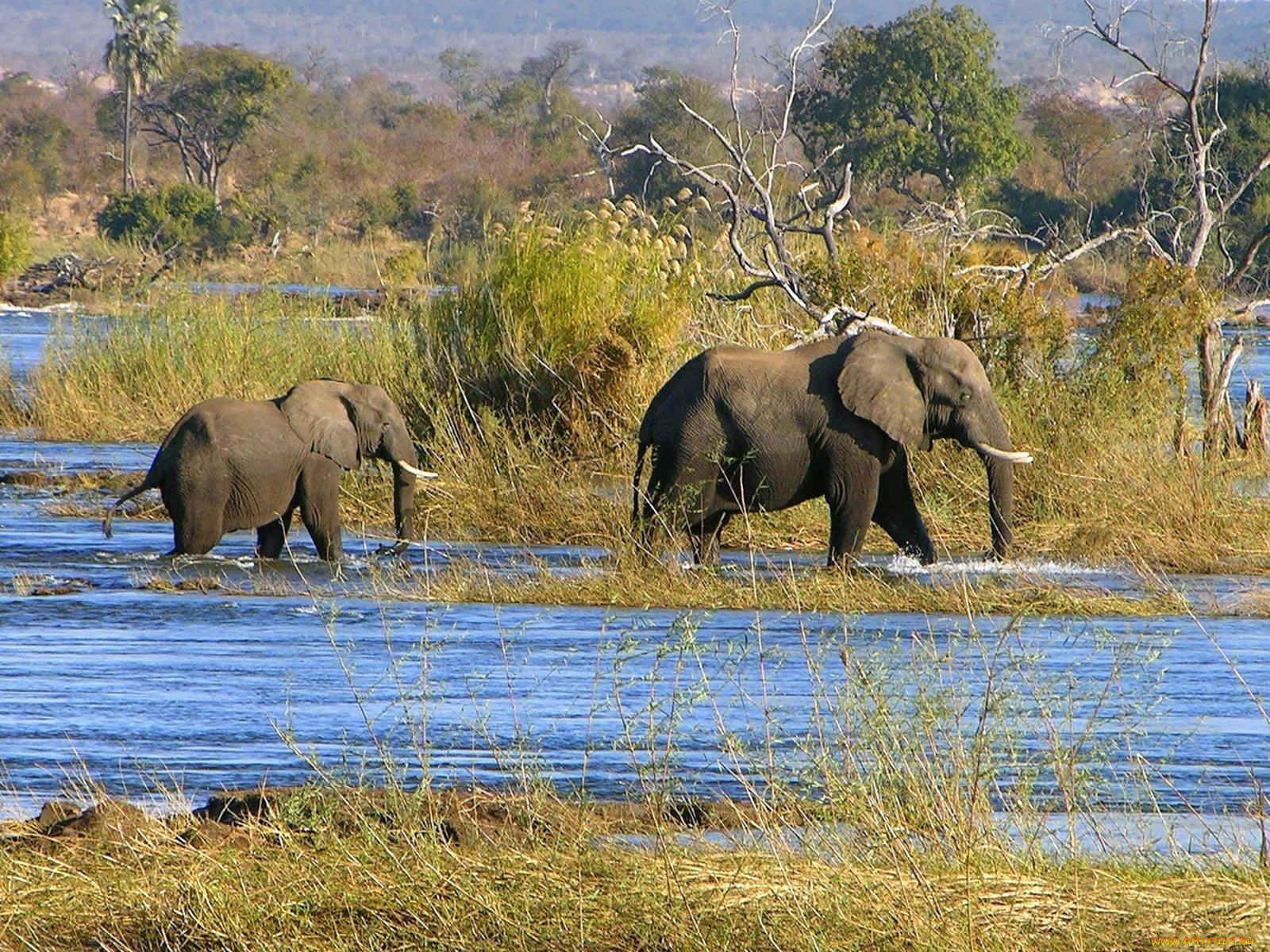 животные, слоны