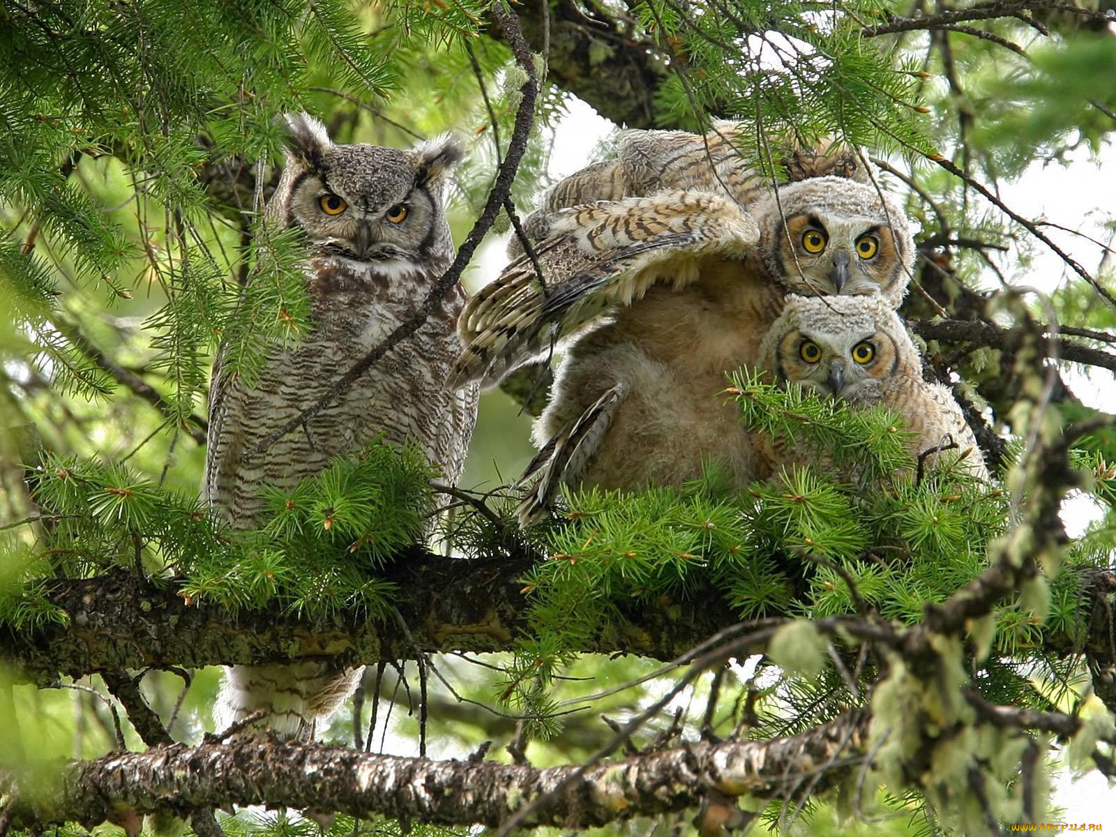 животные, совы