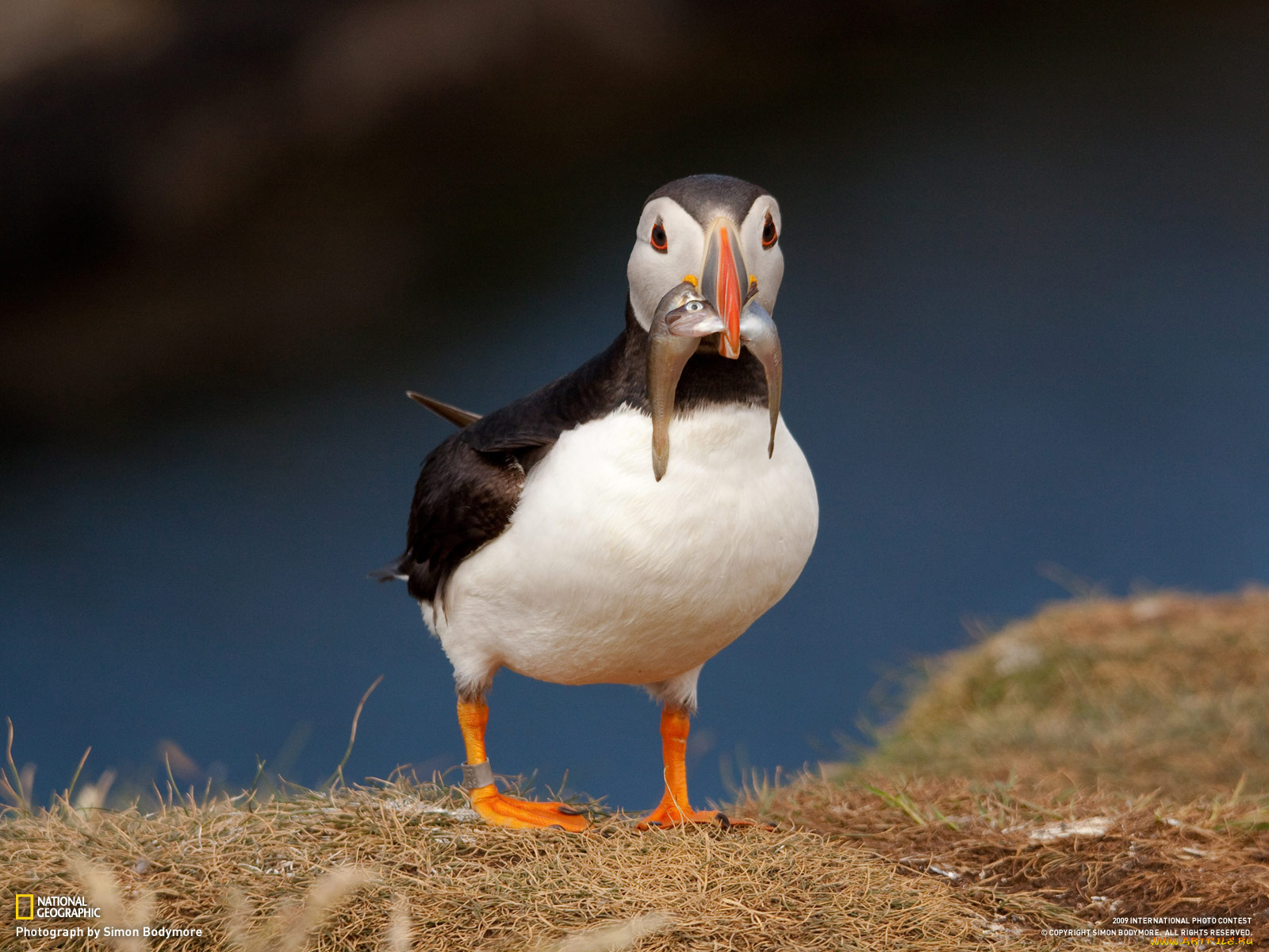животные, тупики