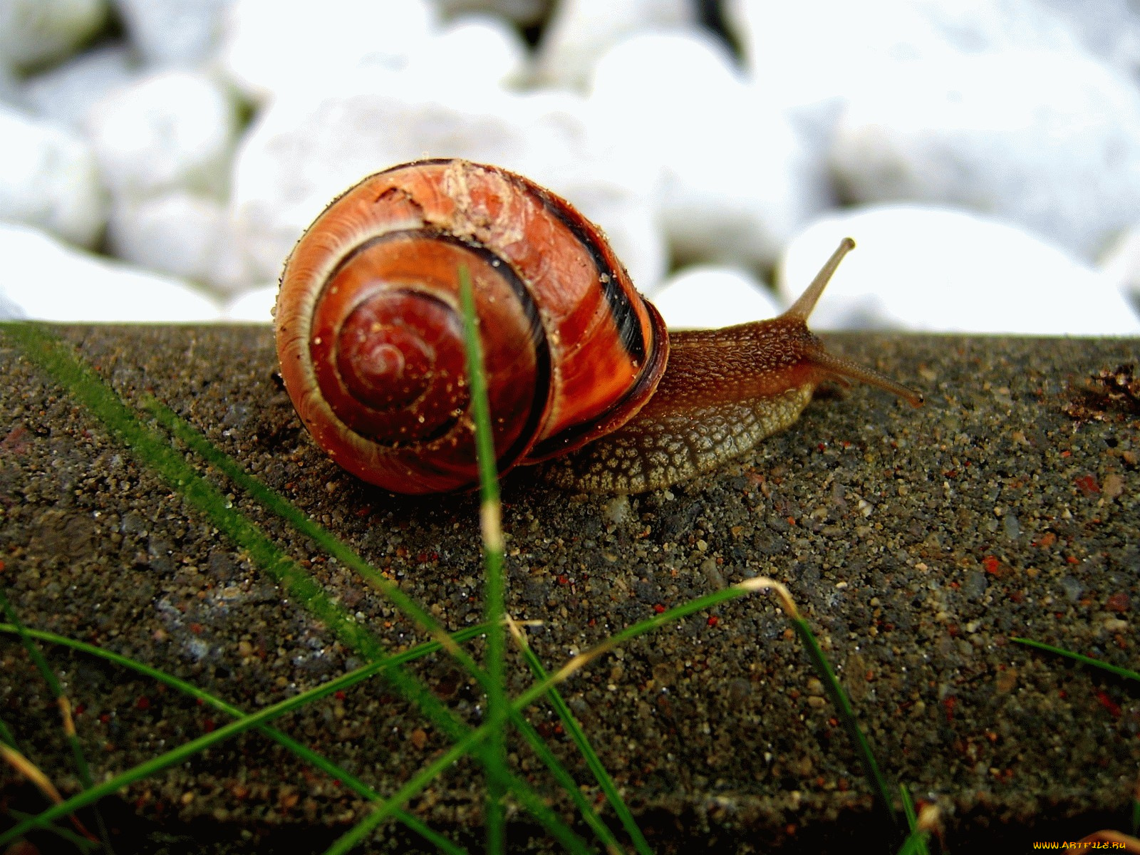 животные, улитки