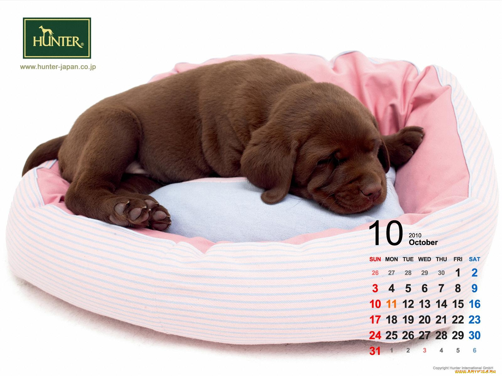 бренды, hunter