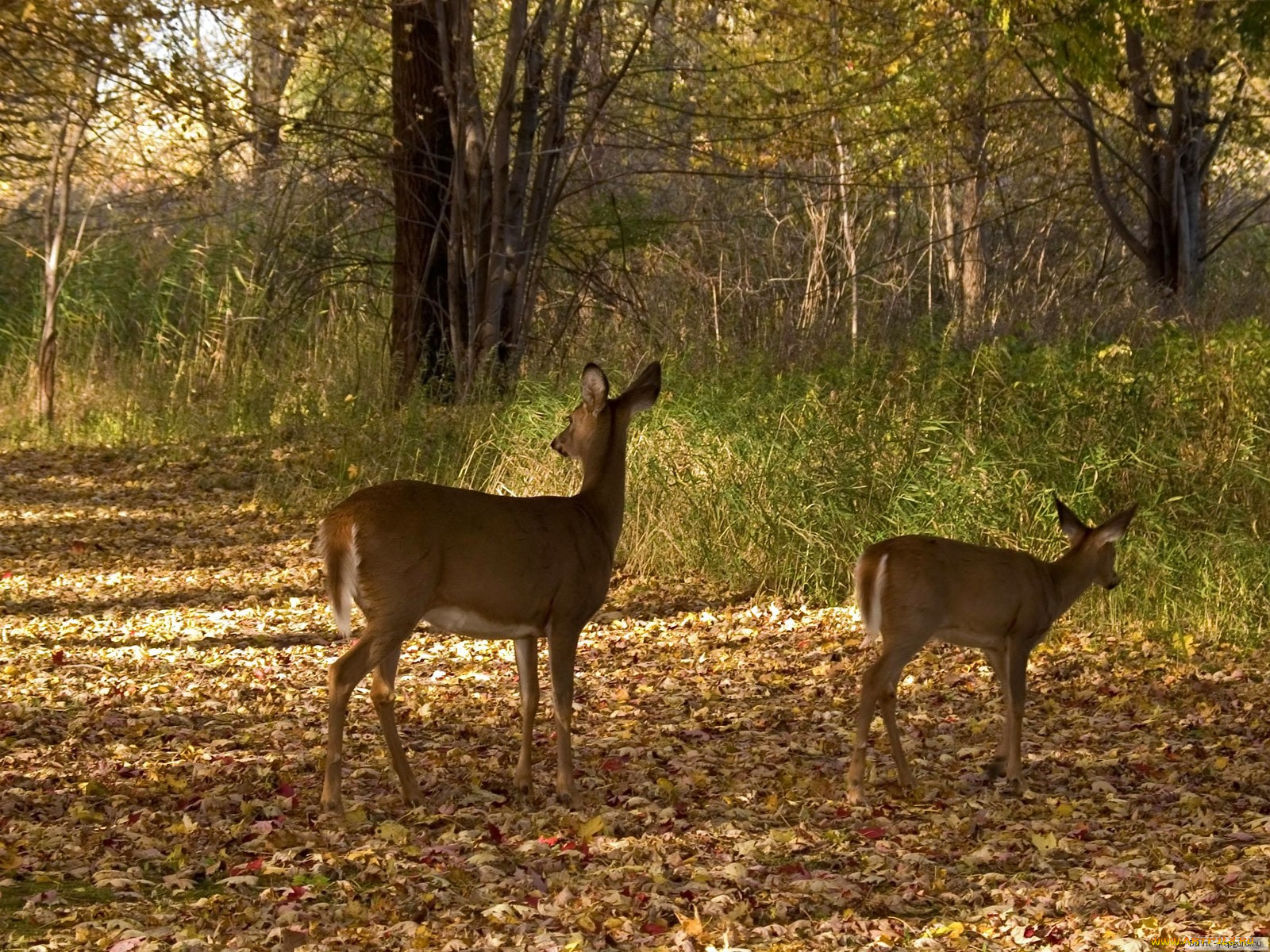 животные, олени