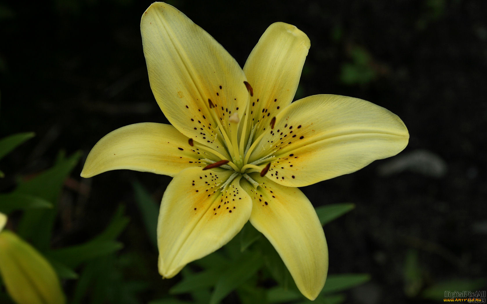 цветы, лилии, лилейники