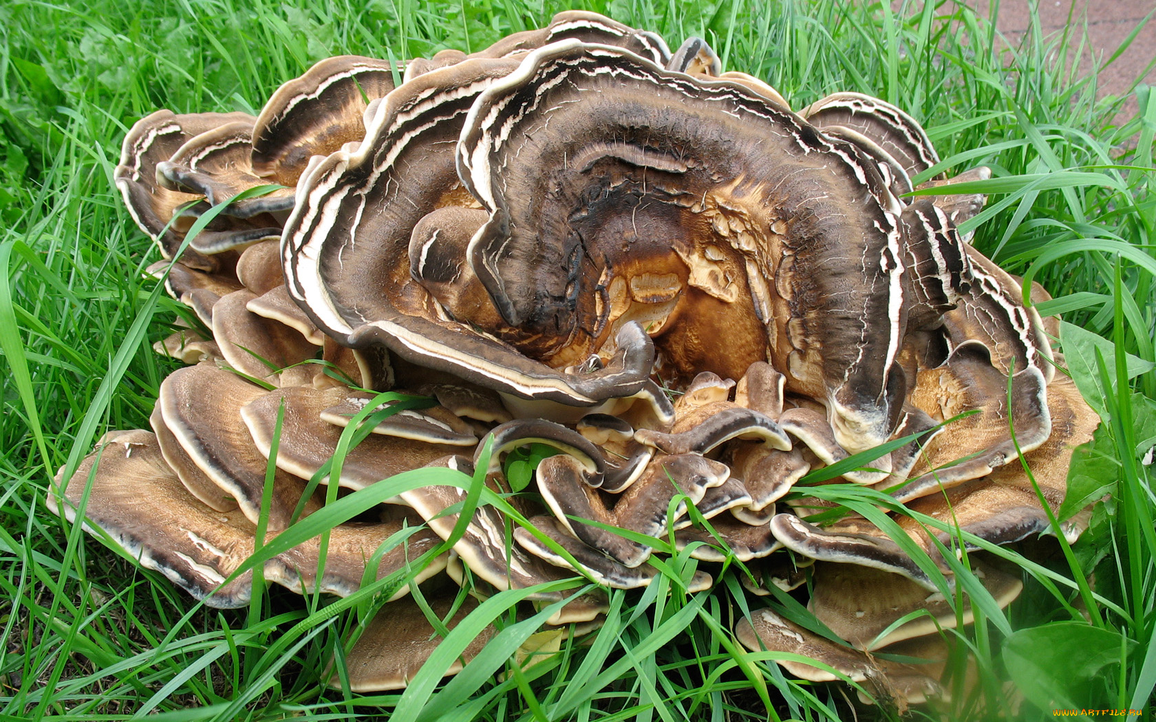 природа, грибы