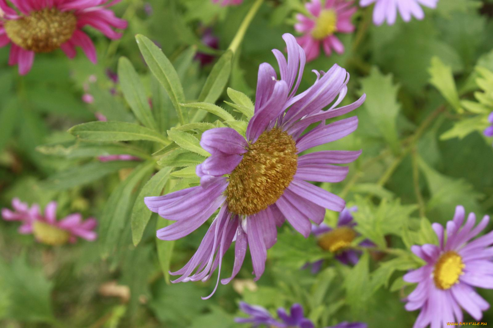 цветы, астры, настроение, фиолетовый