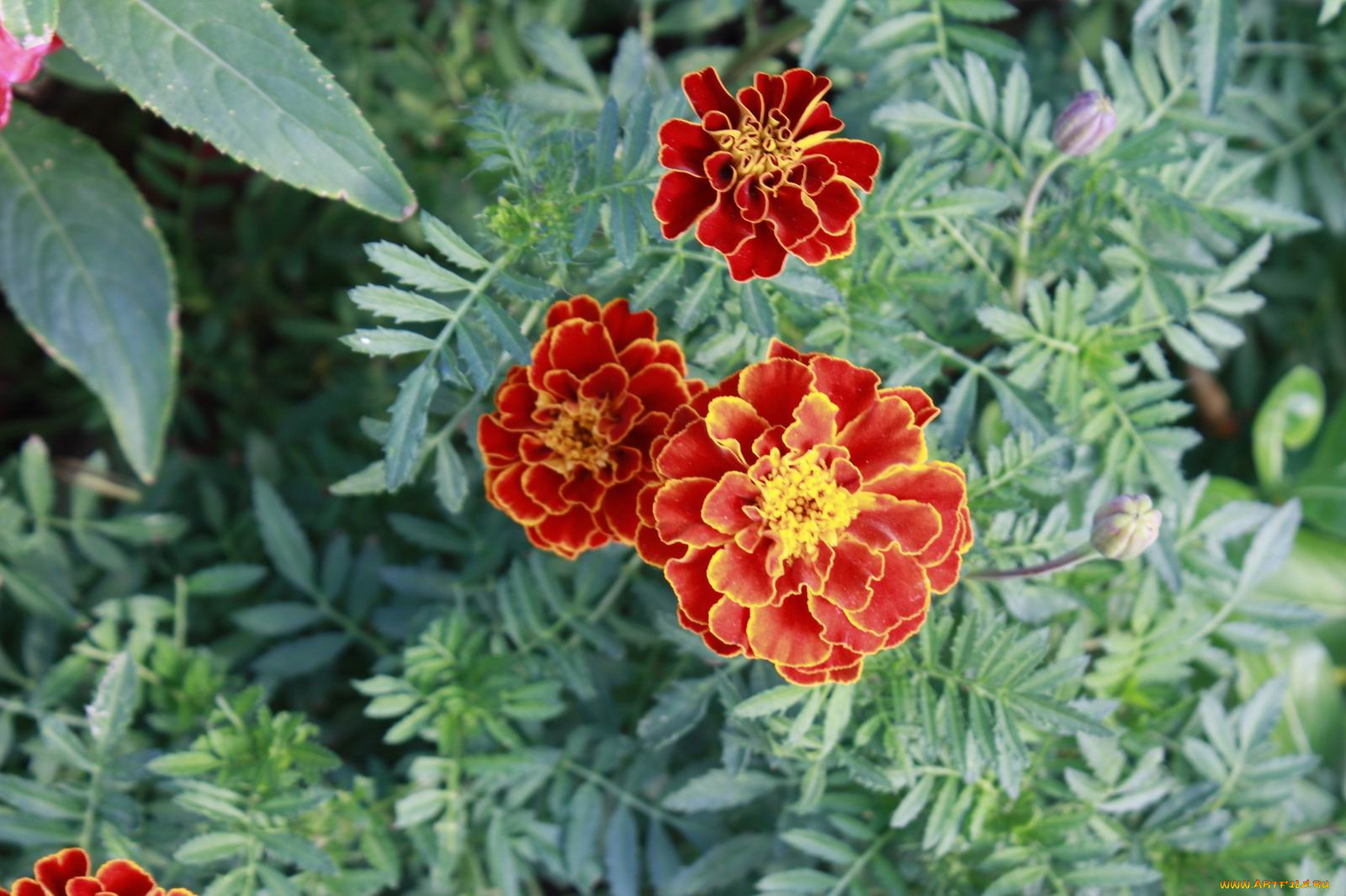 цветы, бархатцы, осень