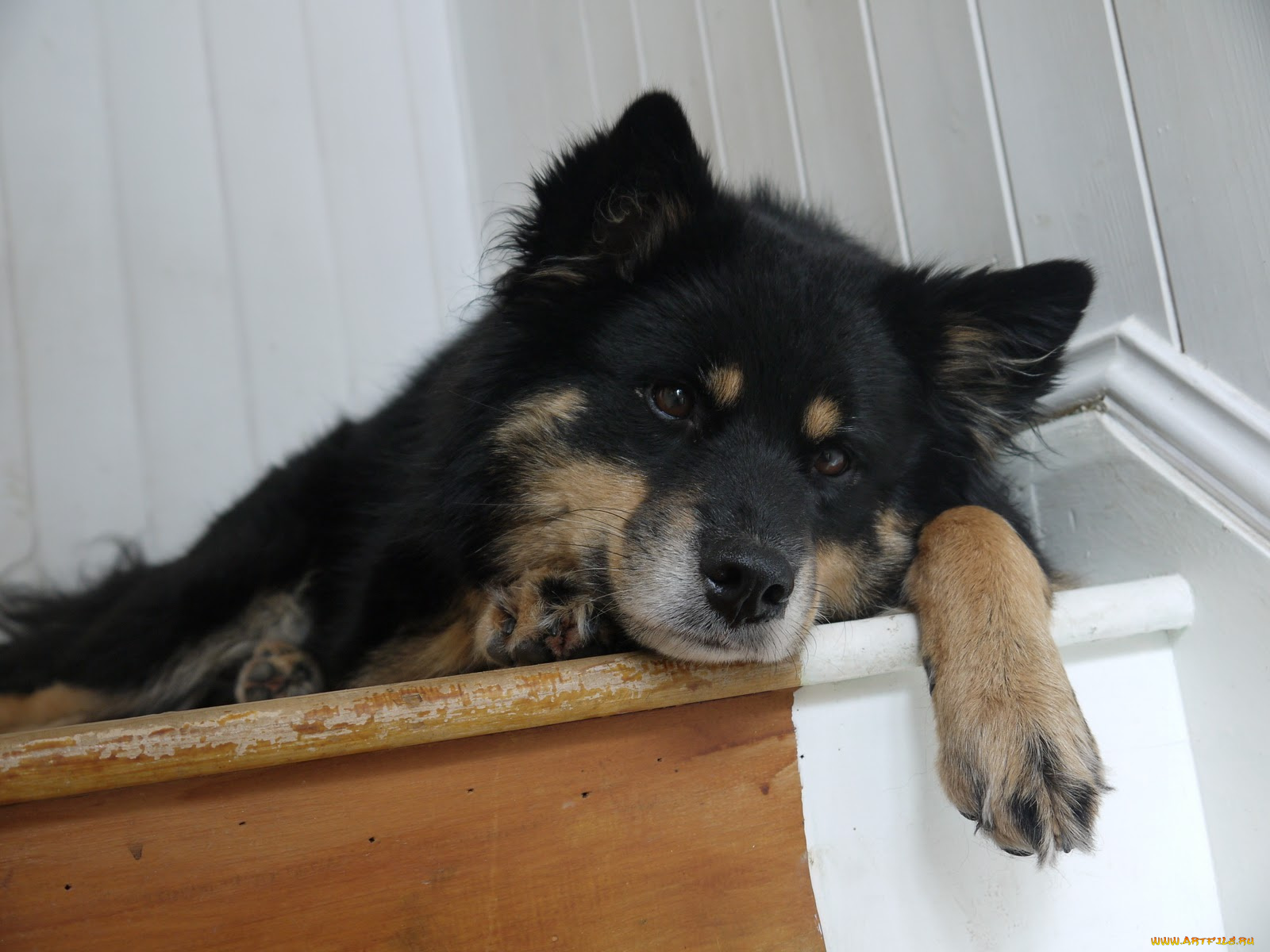 животные, собаки, пес