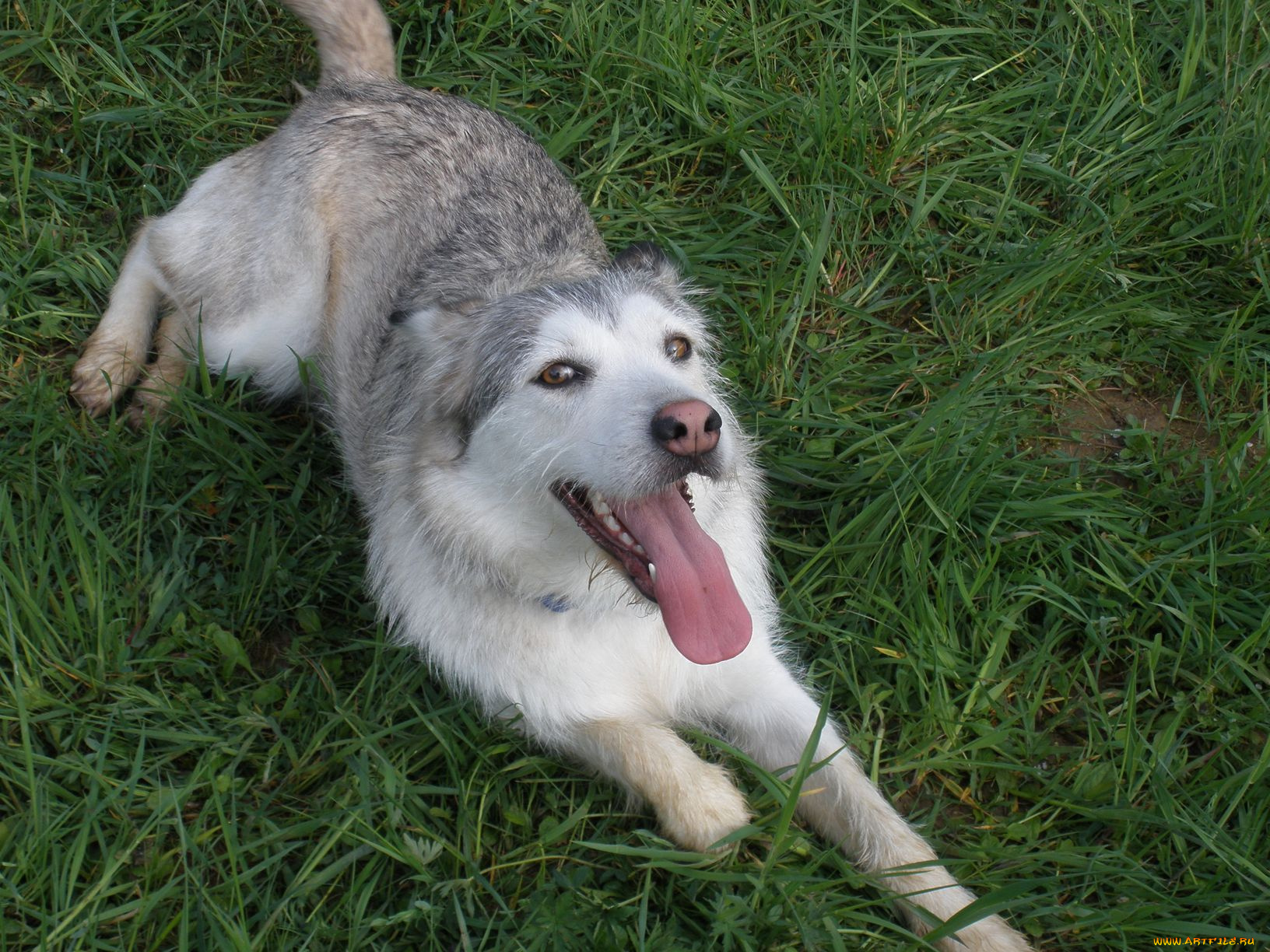 животные, собаки, язык, dog