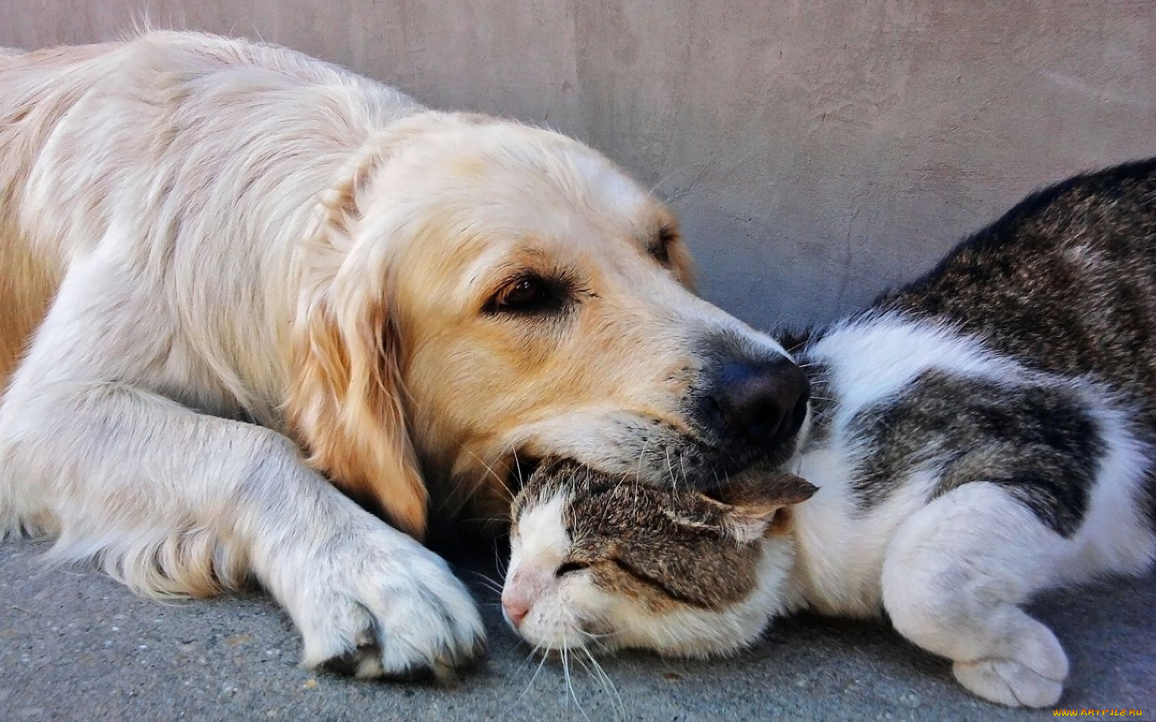 животные, разные, вместе, друзья, кот, собака