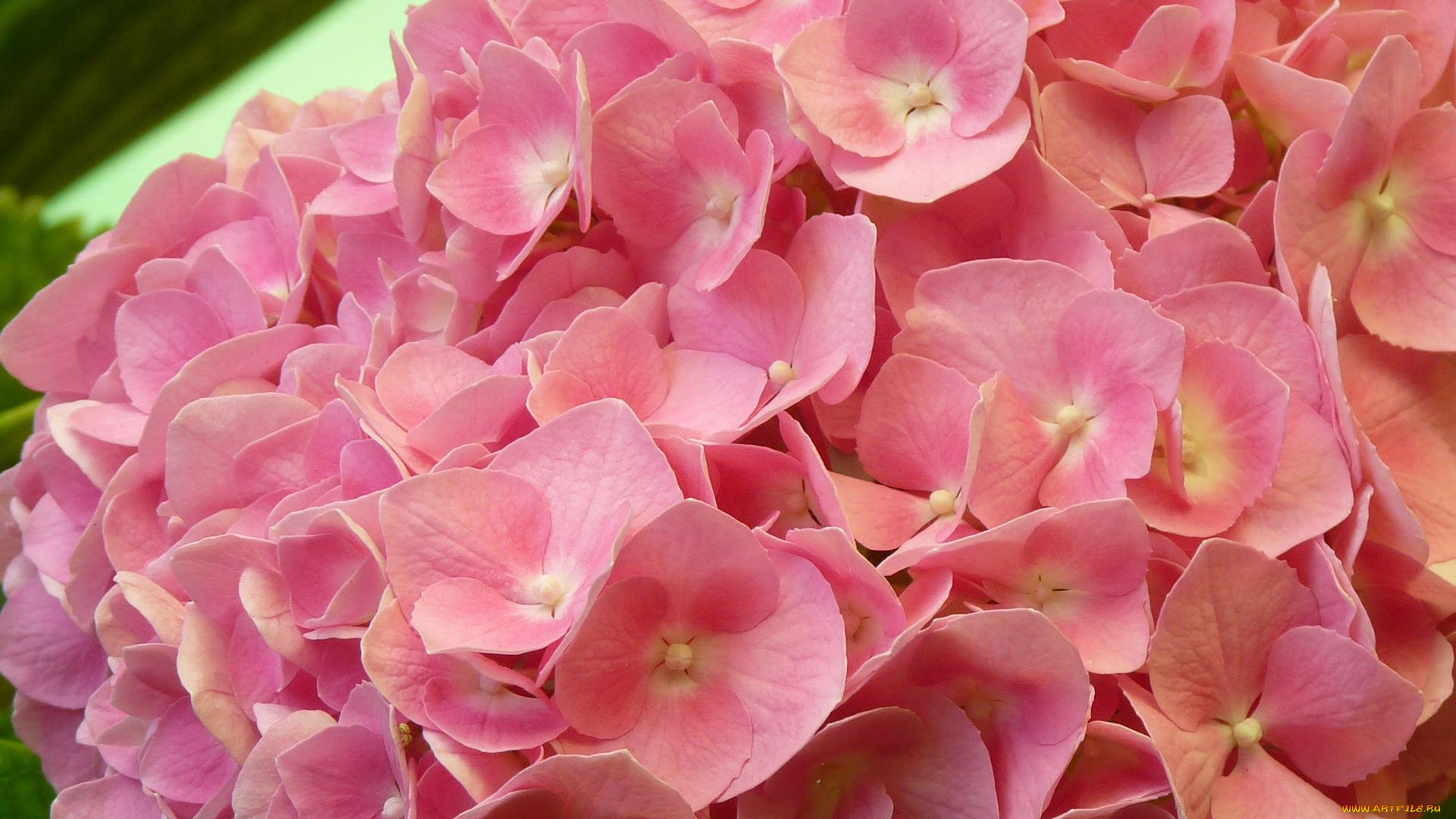 цветы, гортензия, лепестки