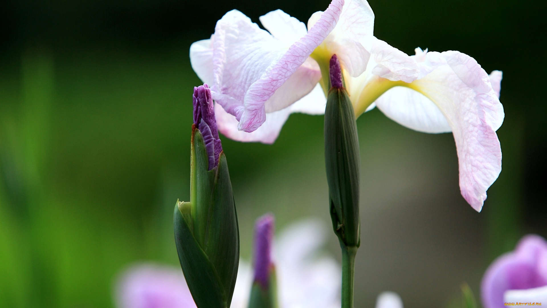 цветы, ирисы, сиреневый, бутон