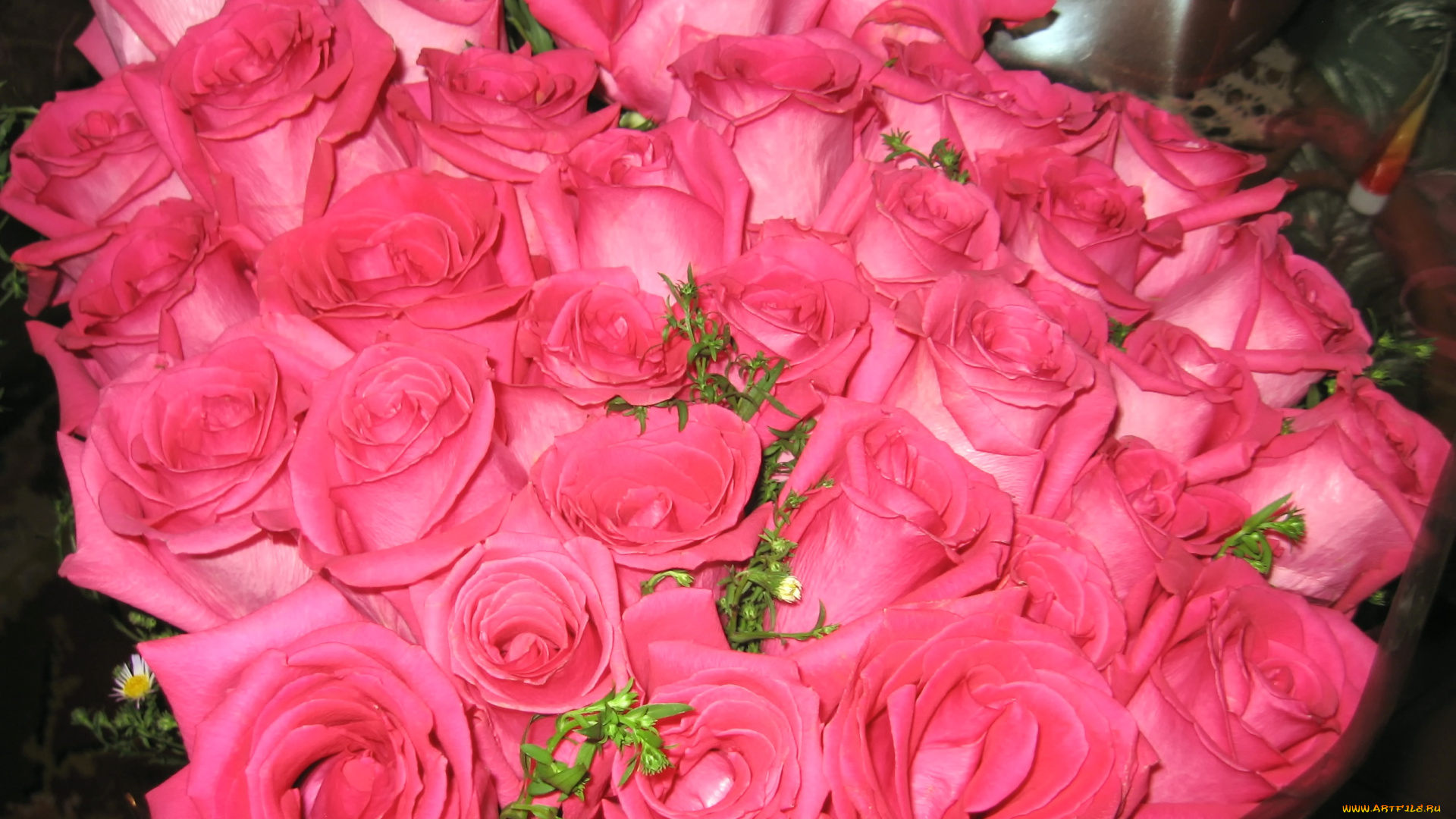 цветы, розы, много, розовые