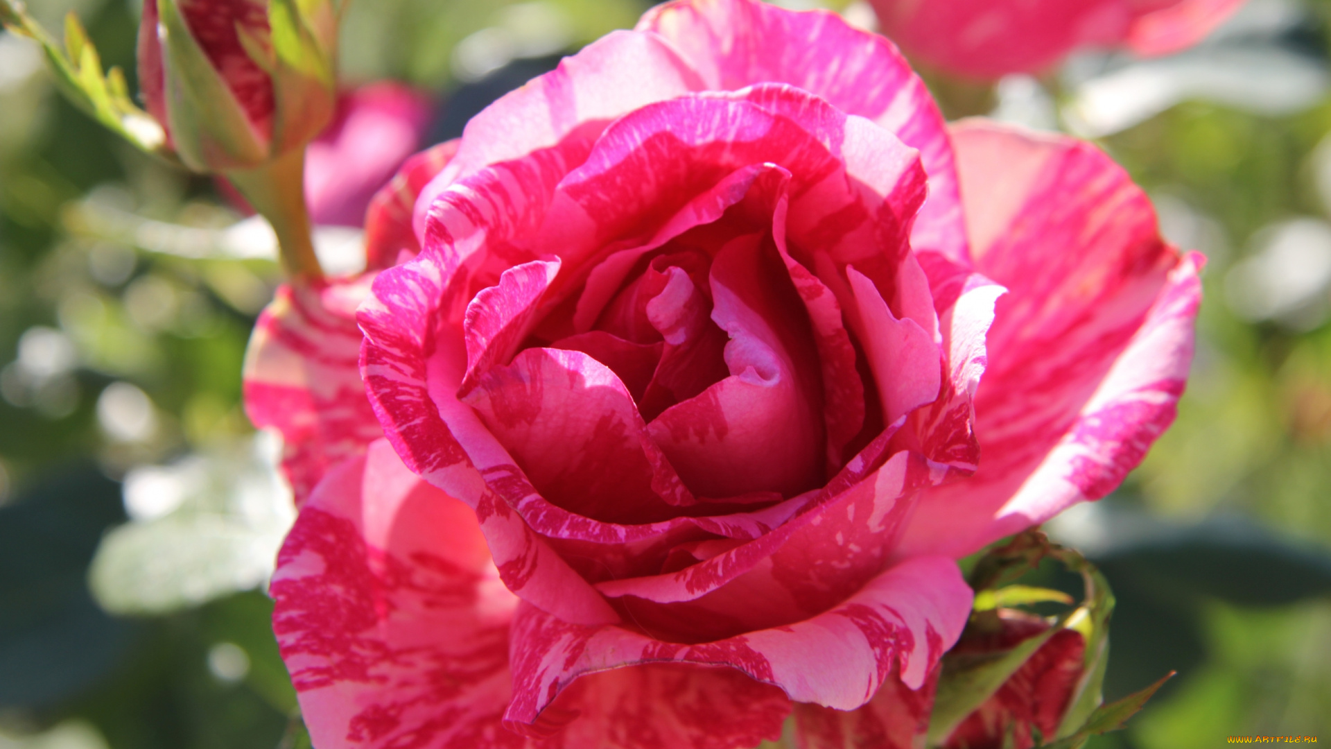 цветы, розы, разноцветный, солнечные, блики