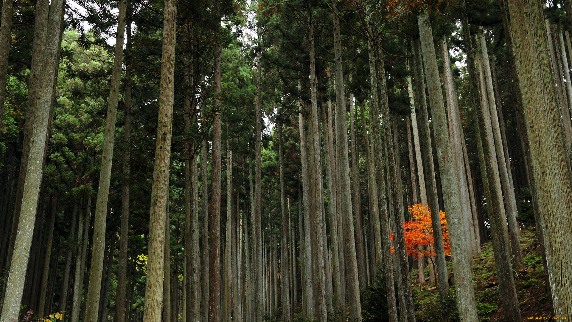 природа, лес