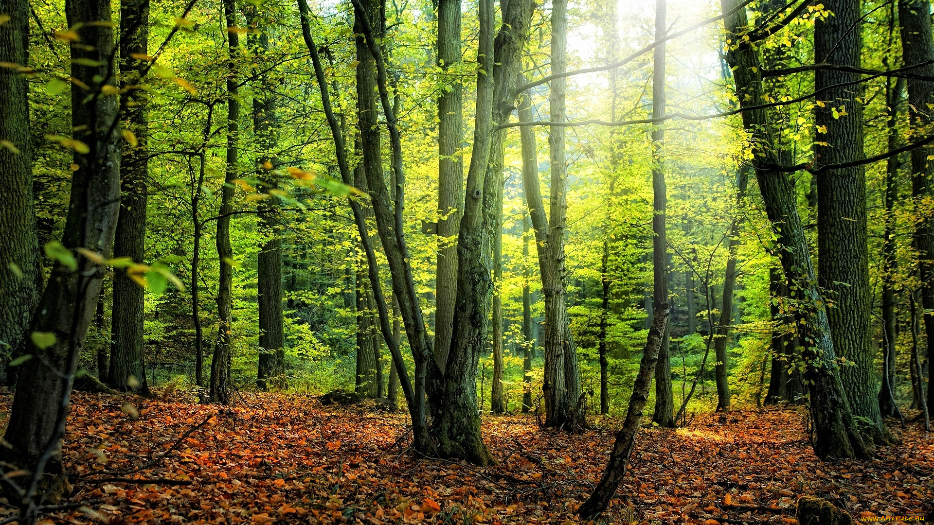 природа, лес, листья, лучи