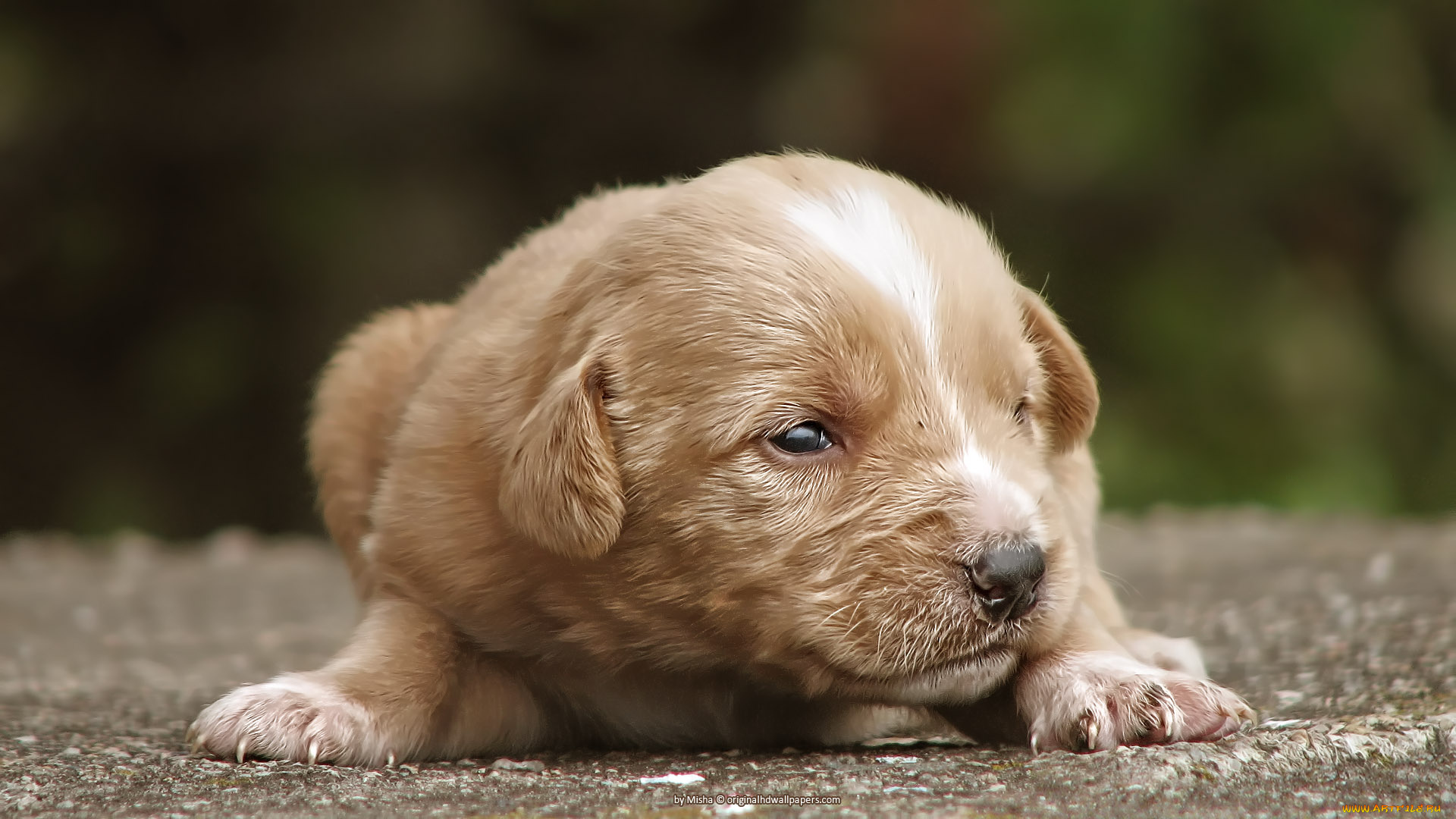 животные, собаки, щенок