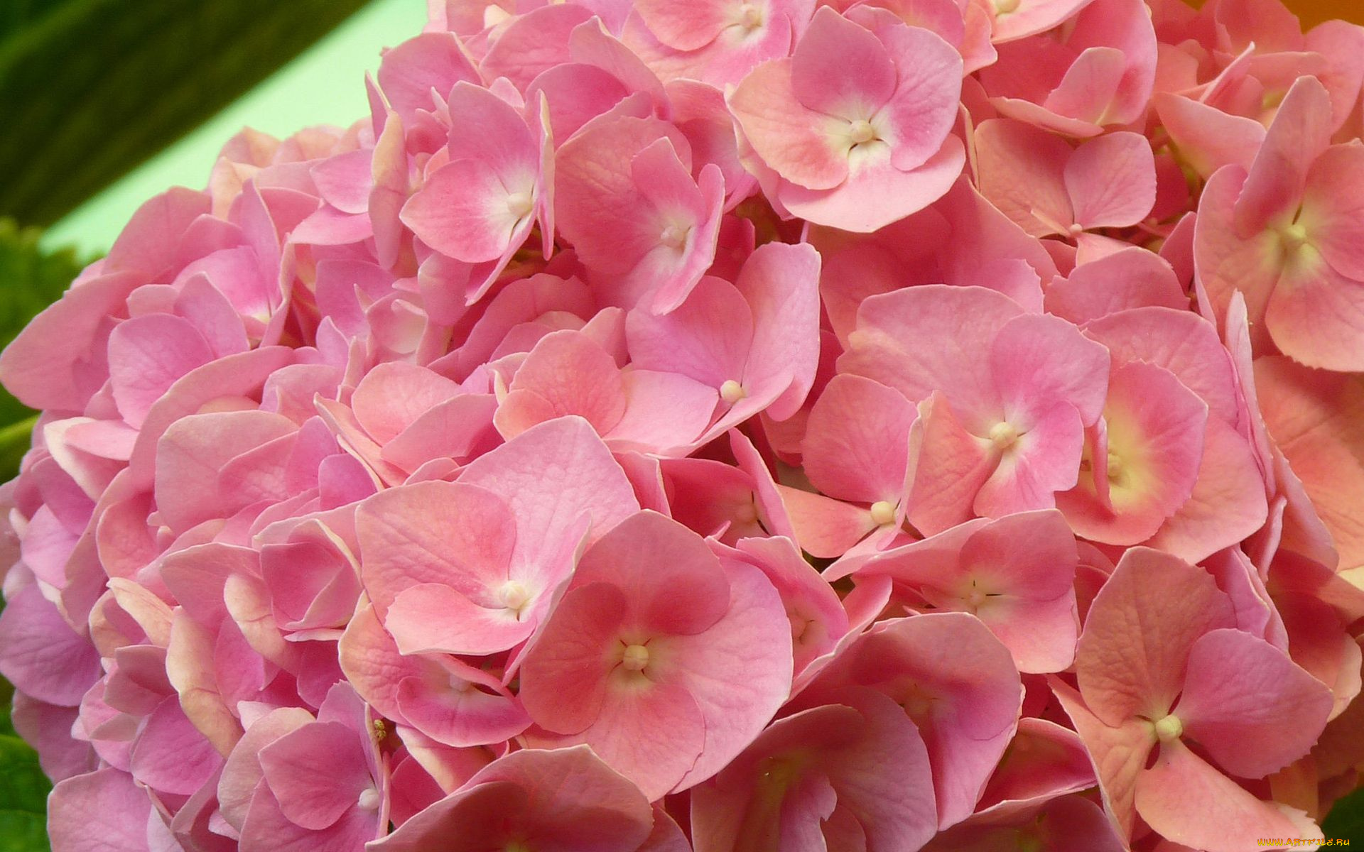 цветы, гортензия, лепестки