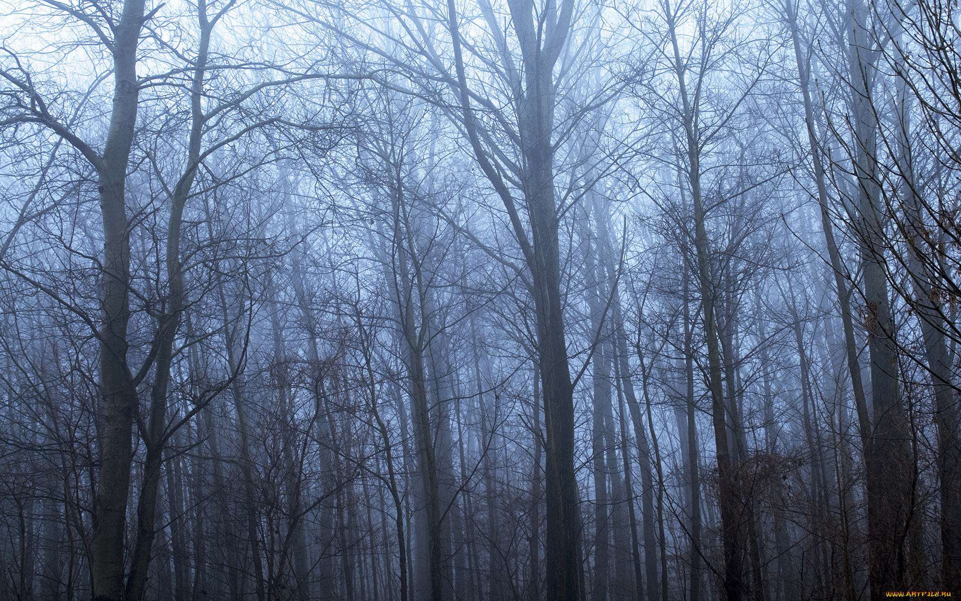 природа, лес, дымка, ветки