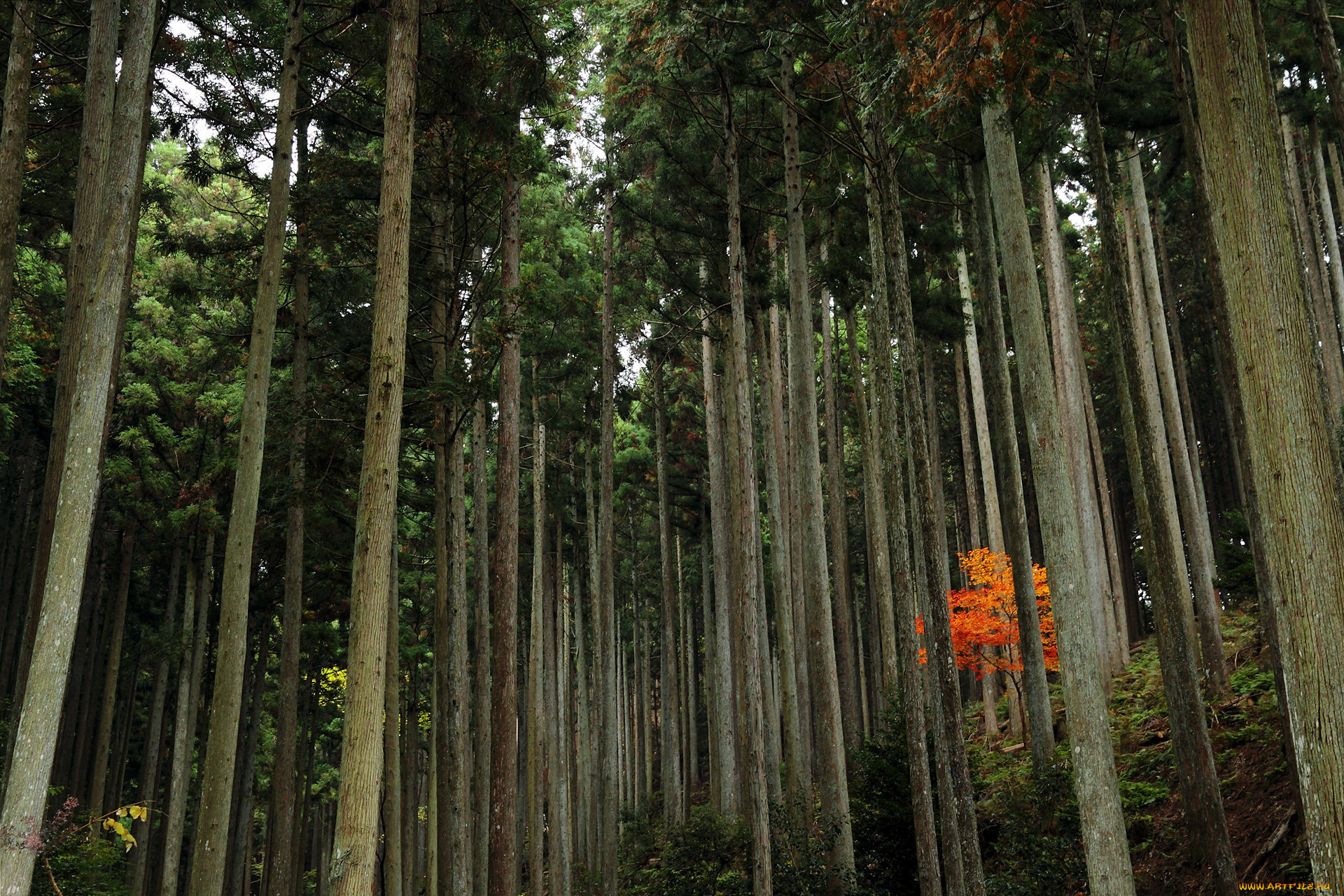 природа, лес