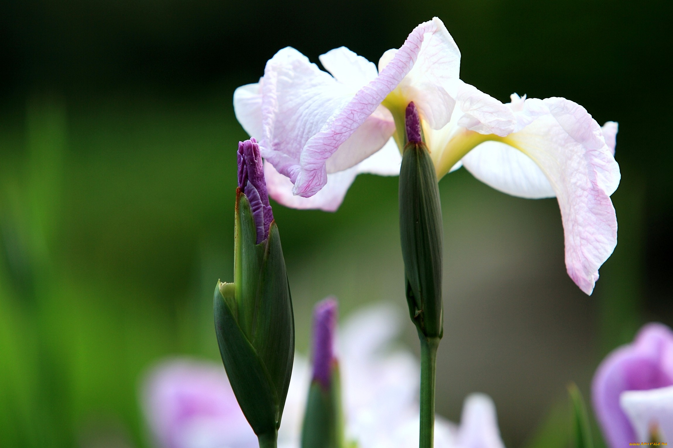 цветы, ирисы, сиреневый, бутон