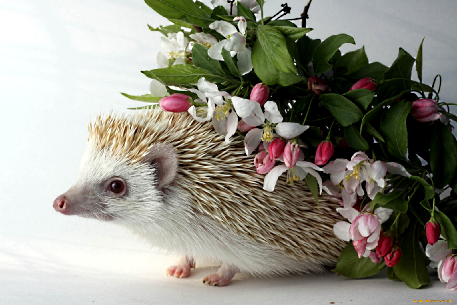 животные, ежи, яблоня, маленький, ёжик