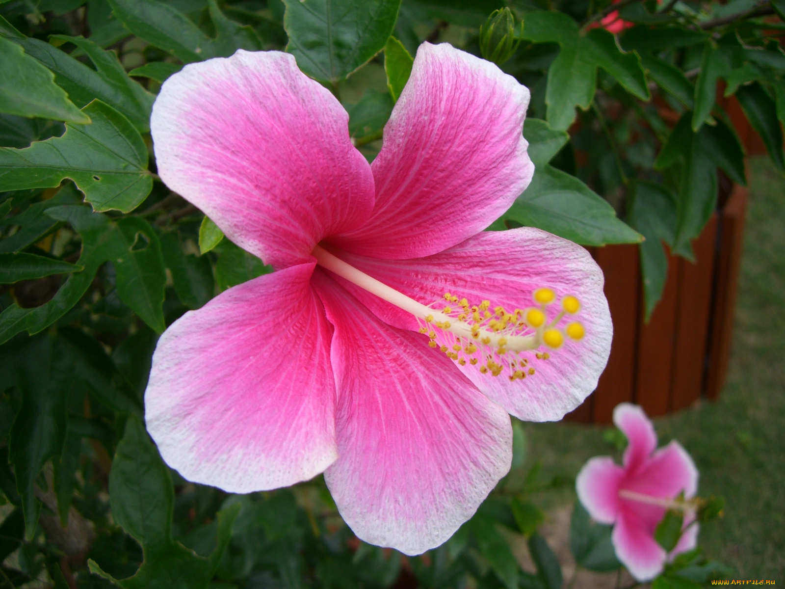 цветы, гибискусы
