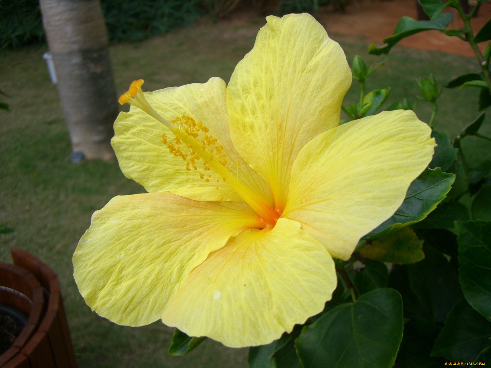 цветы, гибискусы