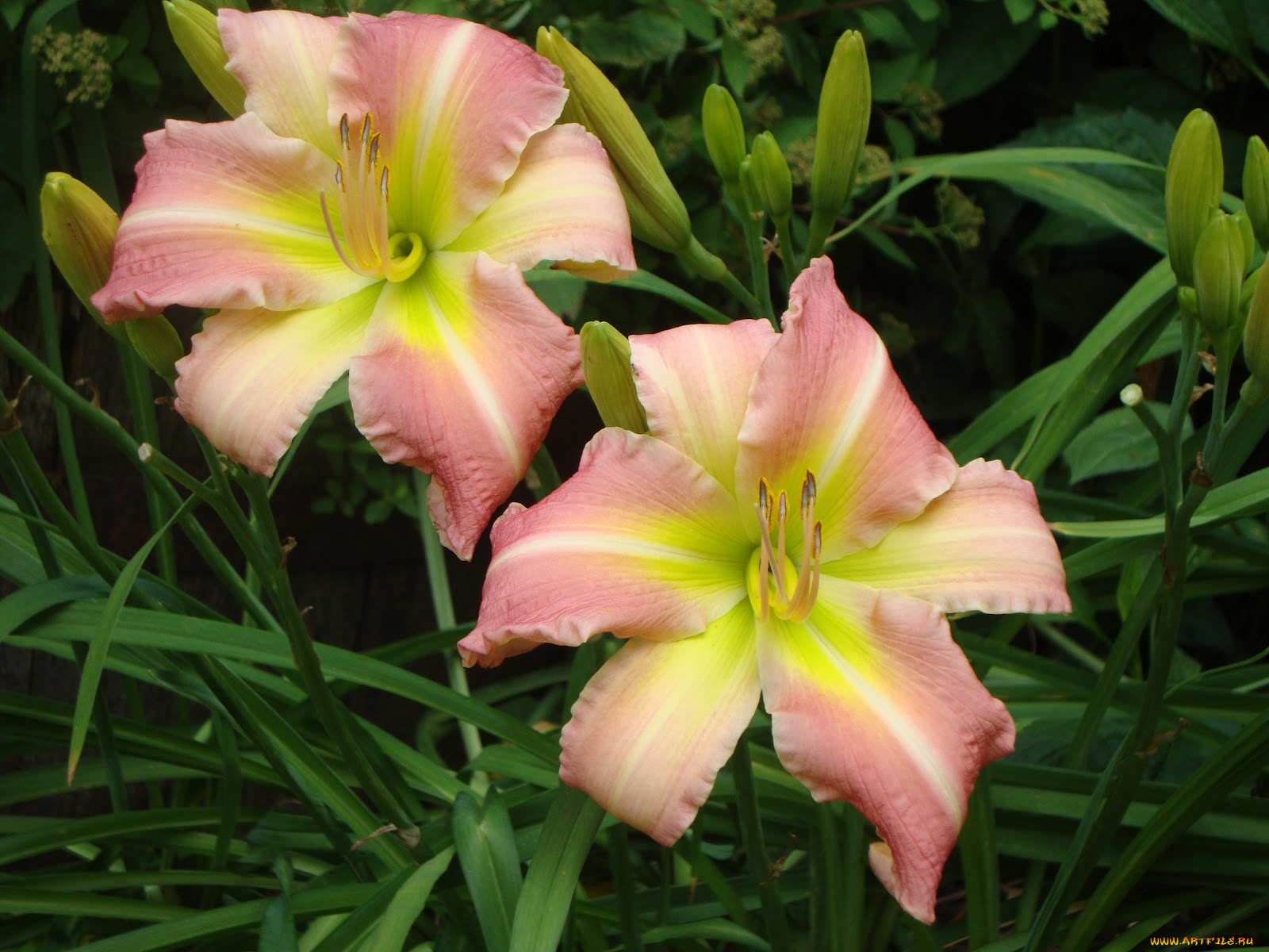 цветы, лилии, лилейники