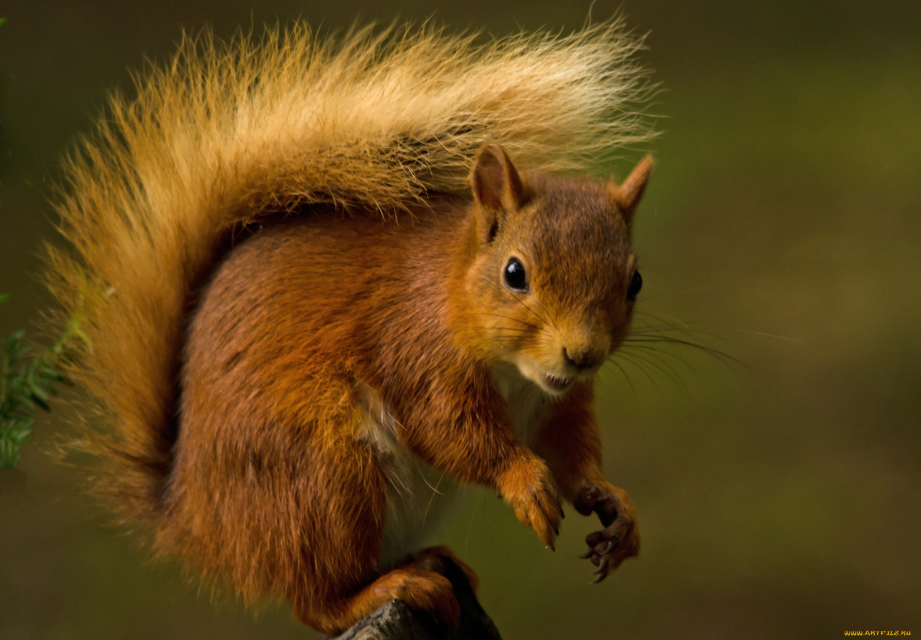 животные, белки, хвост, рыжая