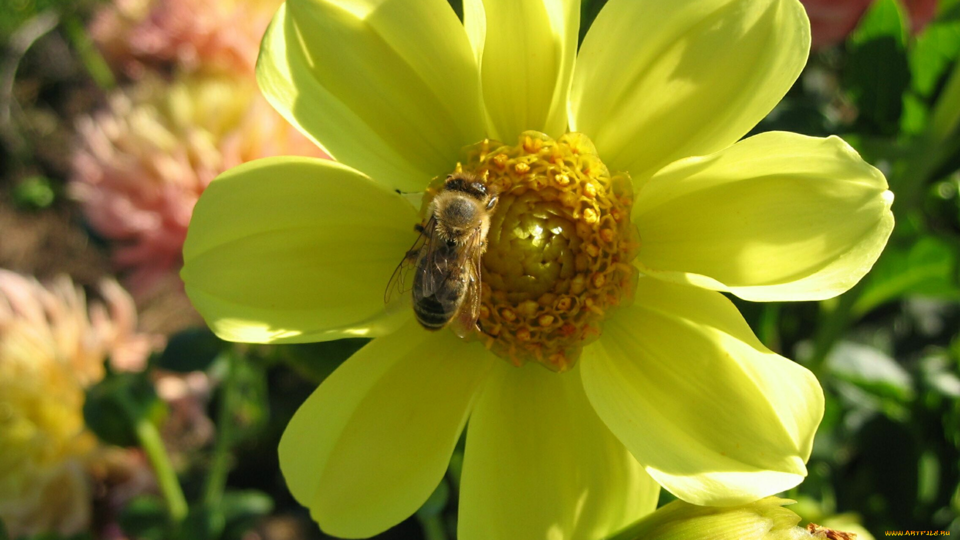 цветы, георгины