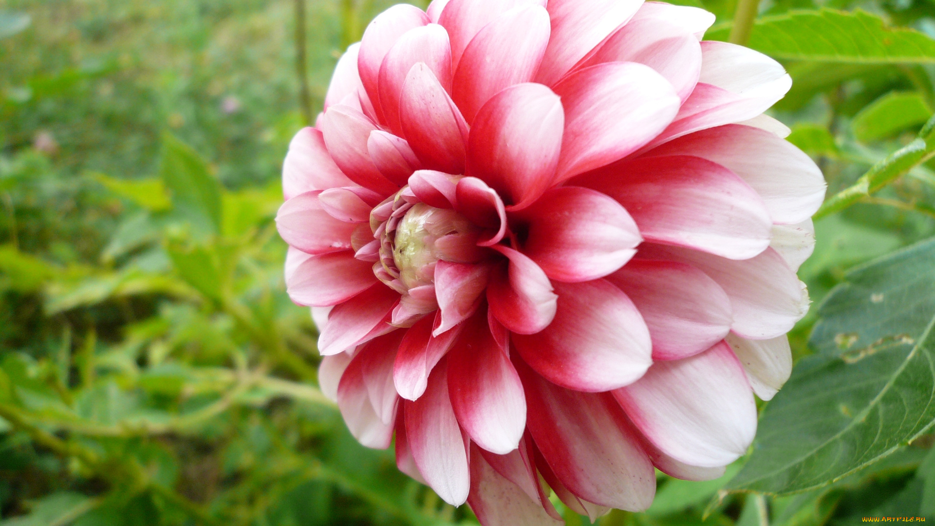 цветы, георгины, георгина