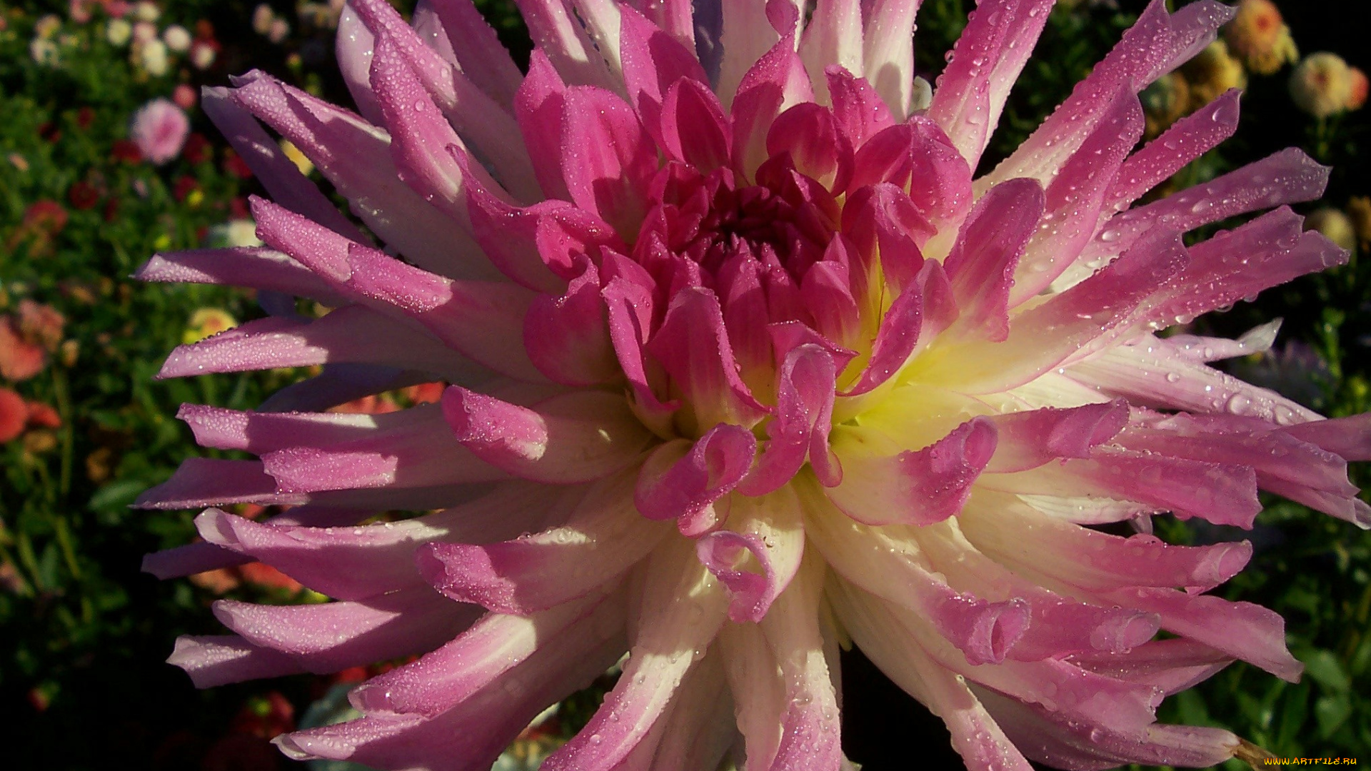 цветы, георгины, георгина