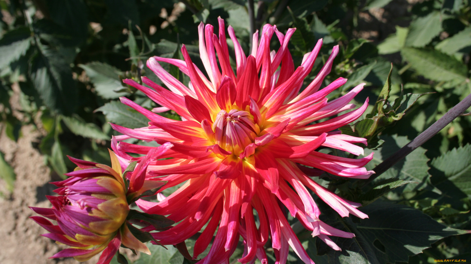 цветы, георгины, георгина