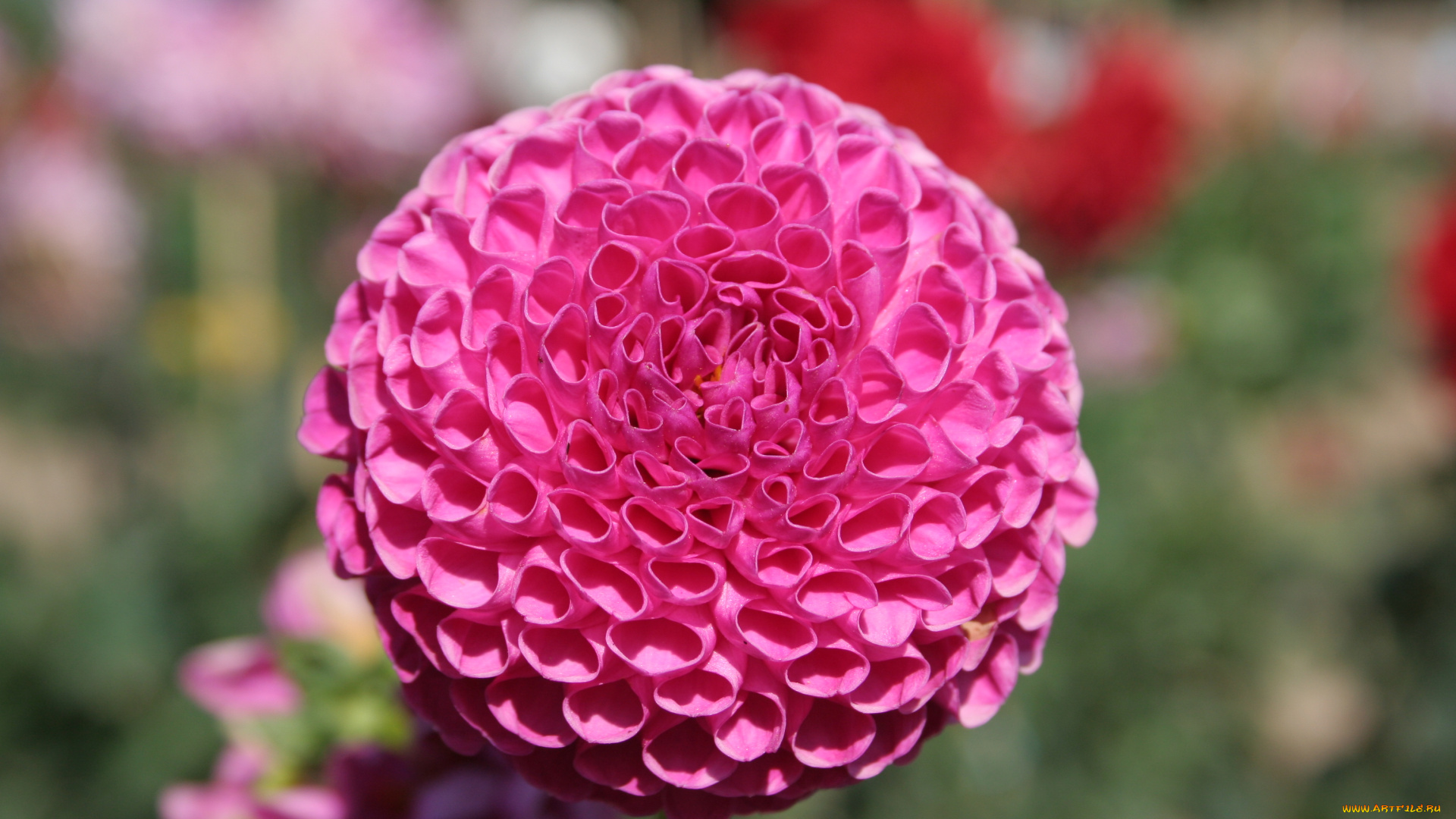 цветы, георгины, георгина