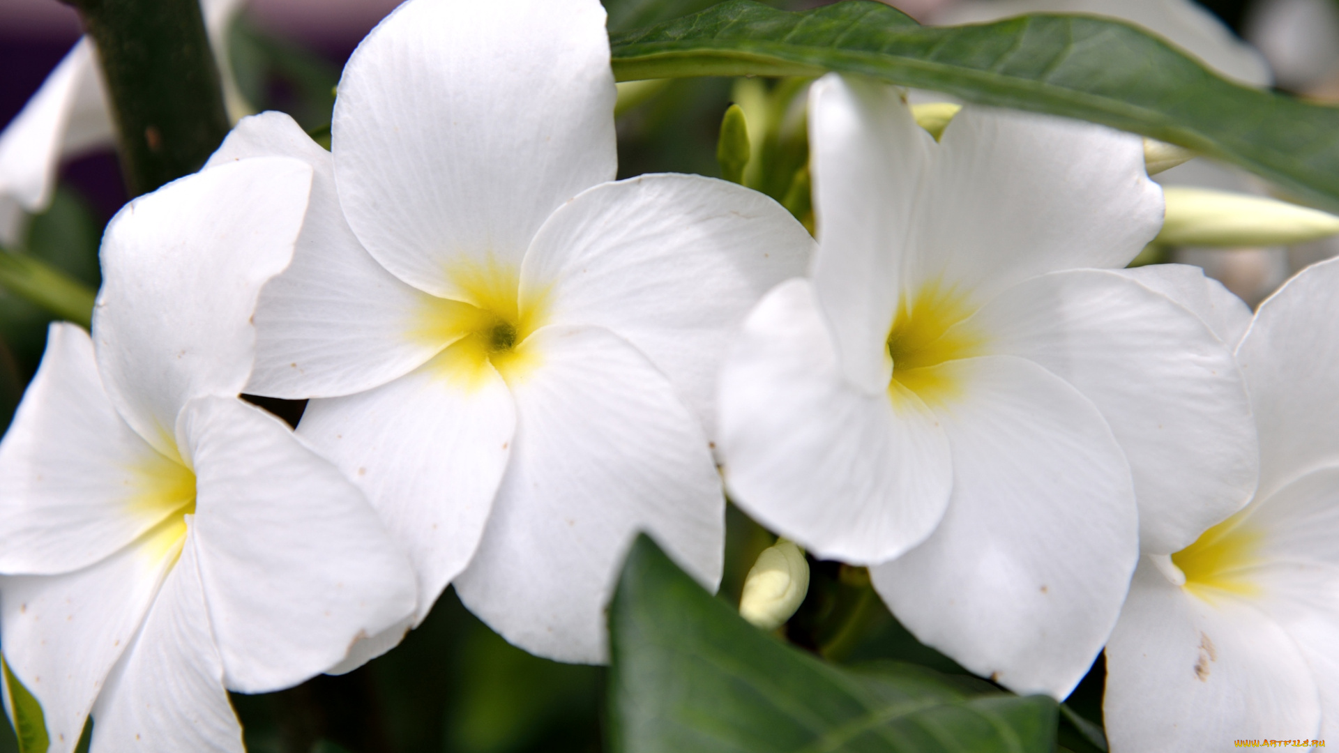 цветы, плюмерия, белый, тропический