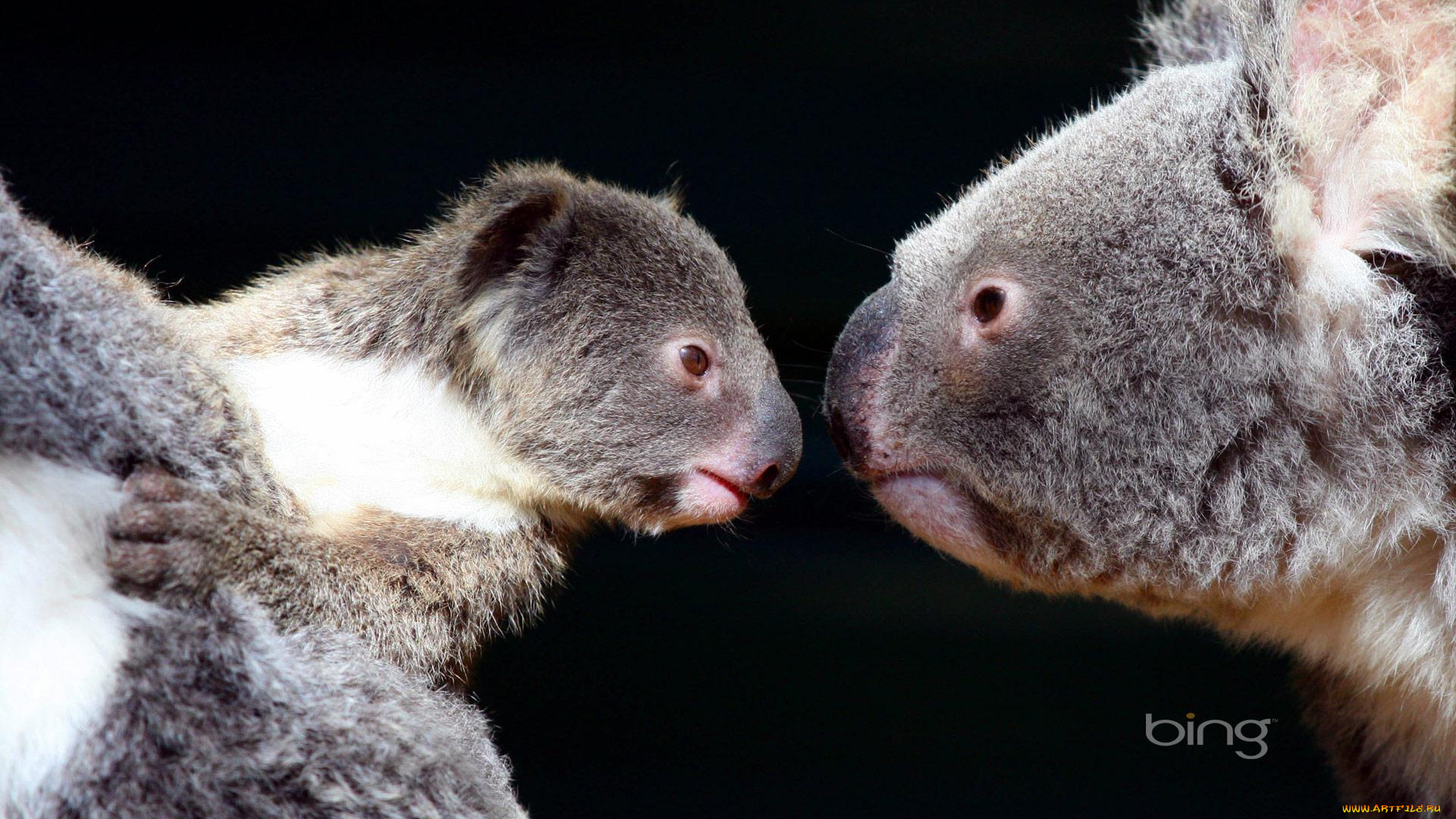 животные, коалы, звеери