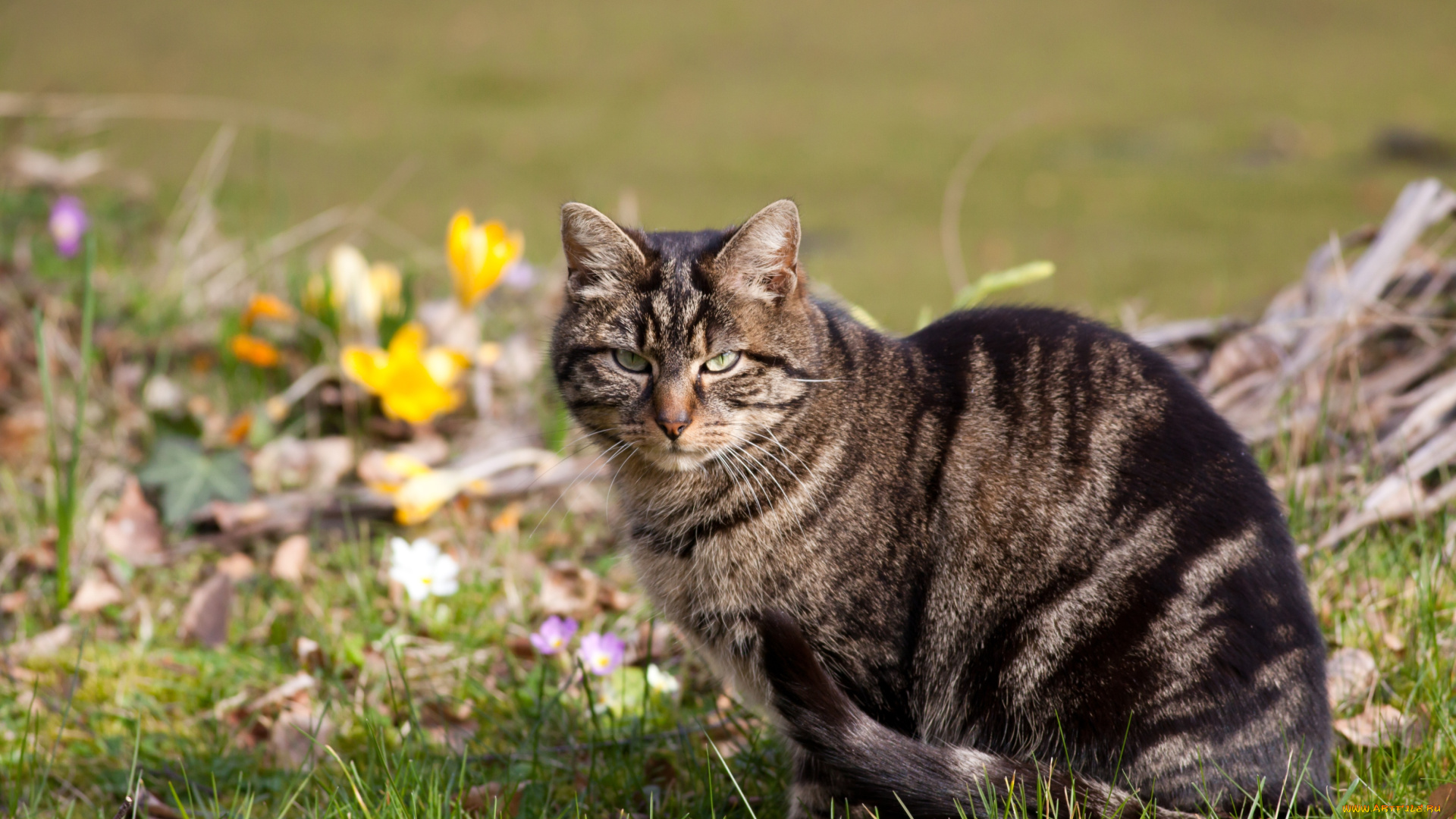 животные, коты, серьезный