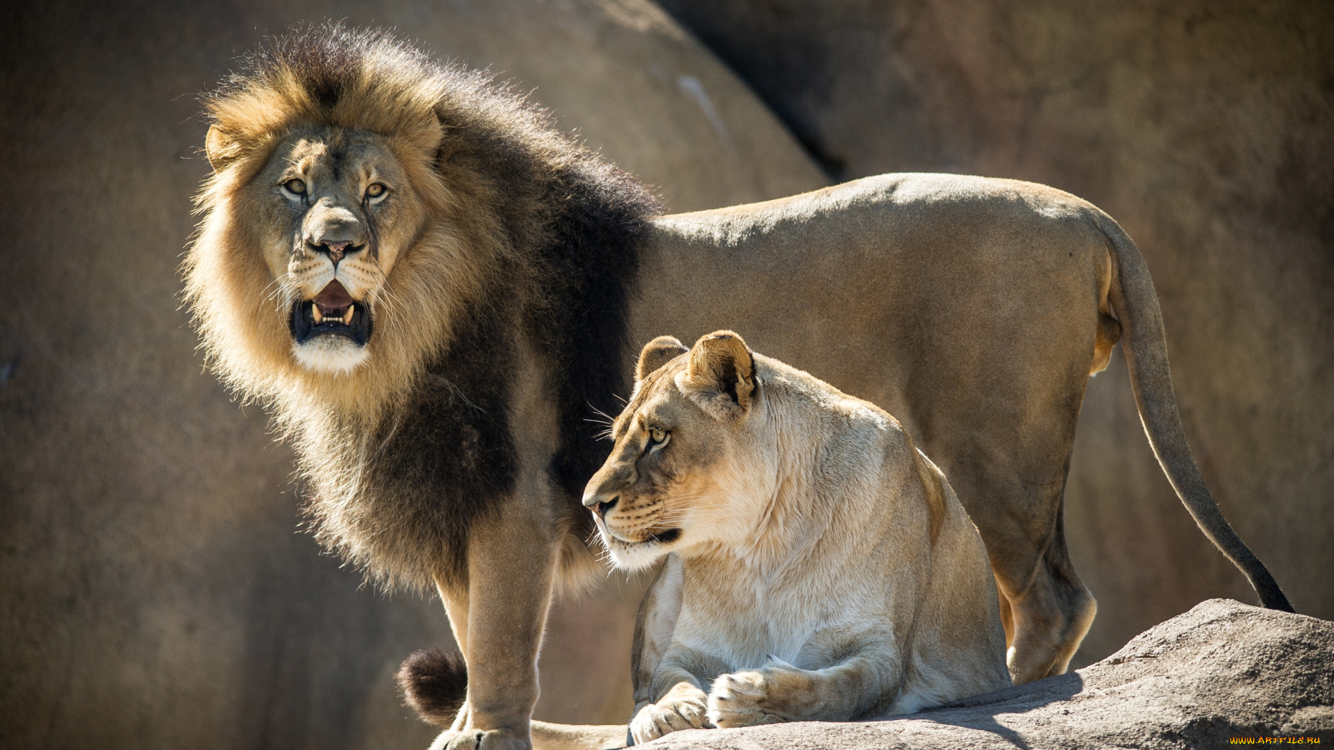 животные, львы, львица, лев, пара
