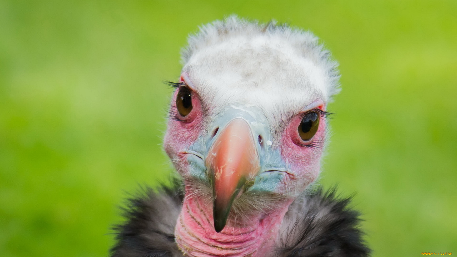 животные, птицы, хищники, птица, фон, гриф