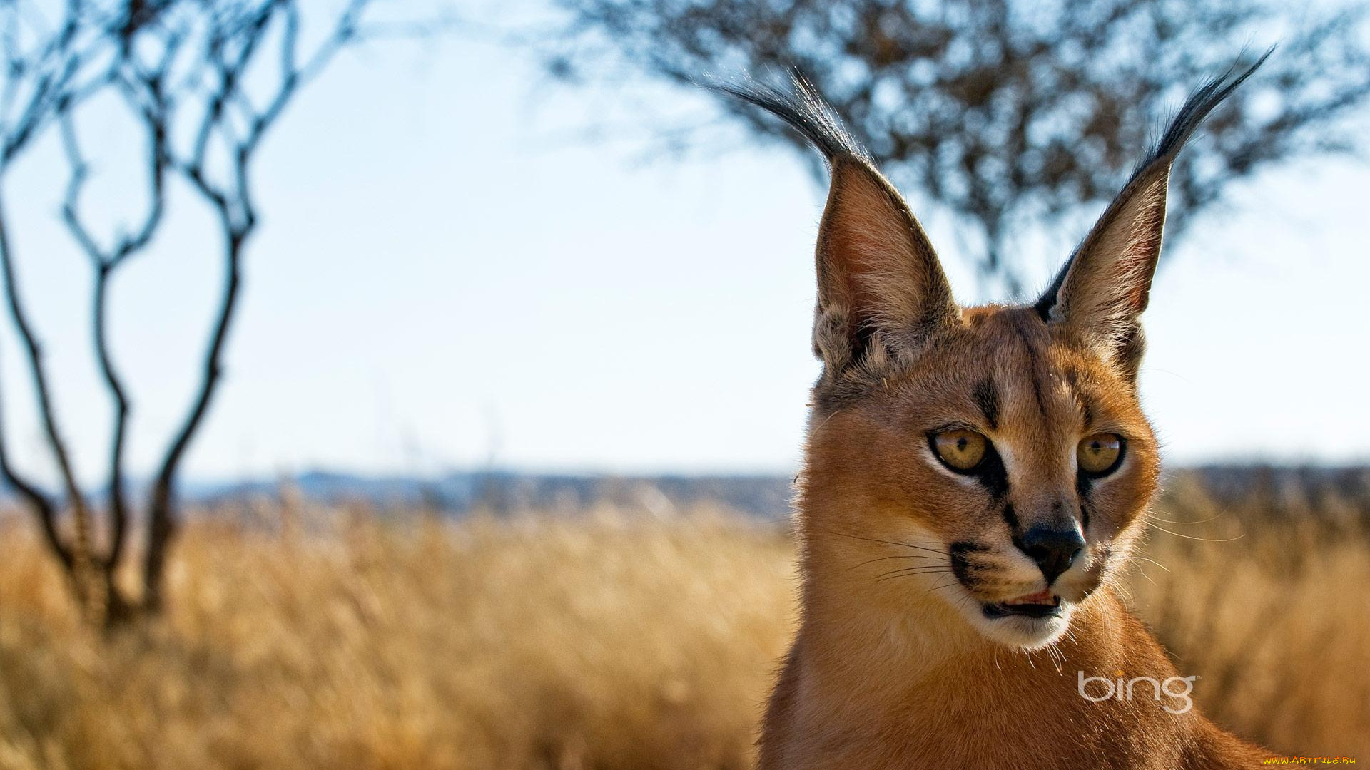 животные, рыси, уши