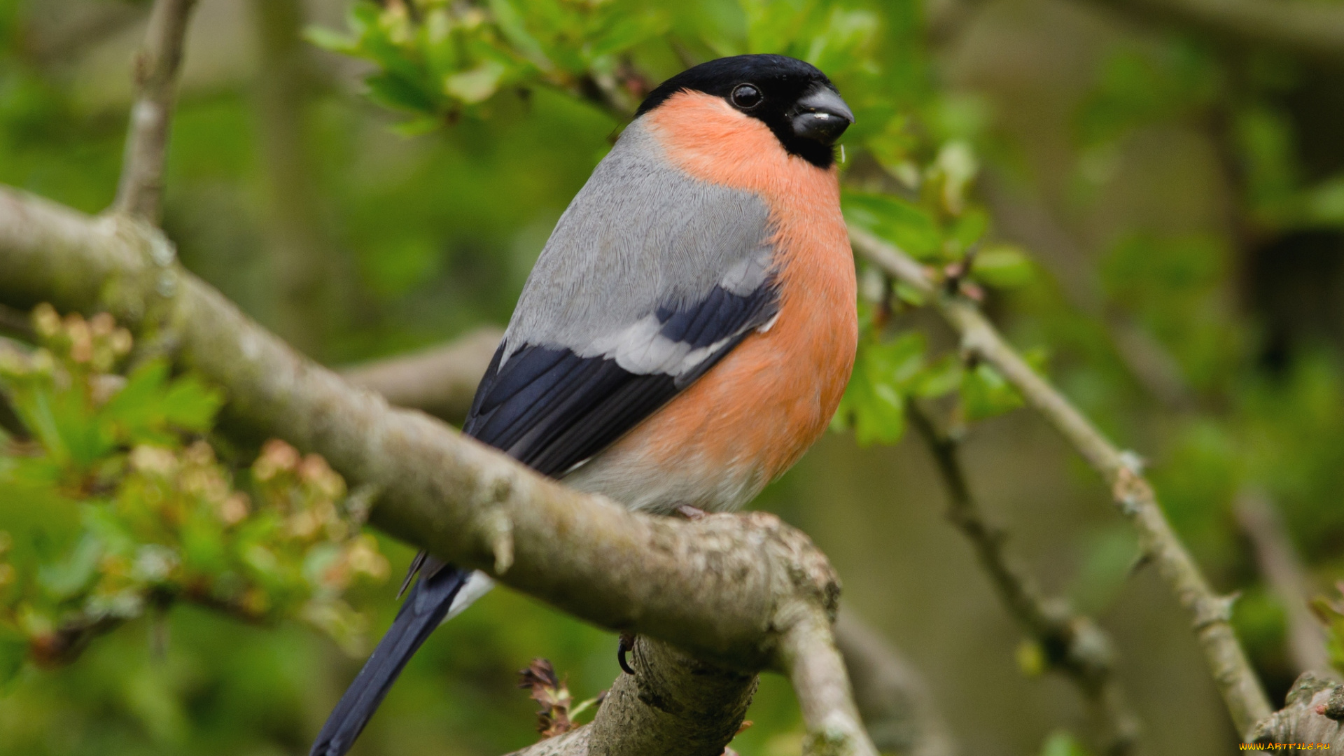 животные, снегири, важный, грудка