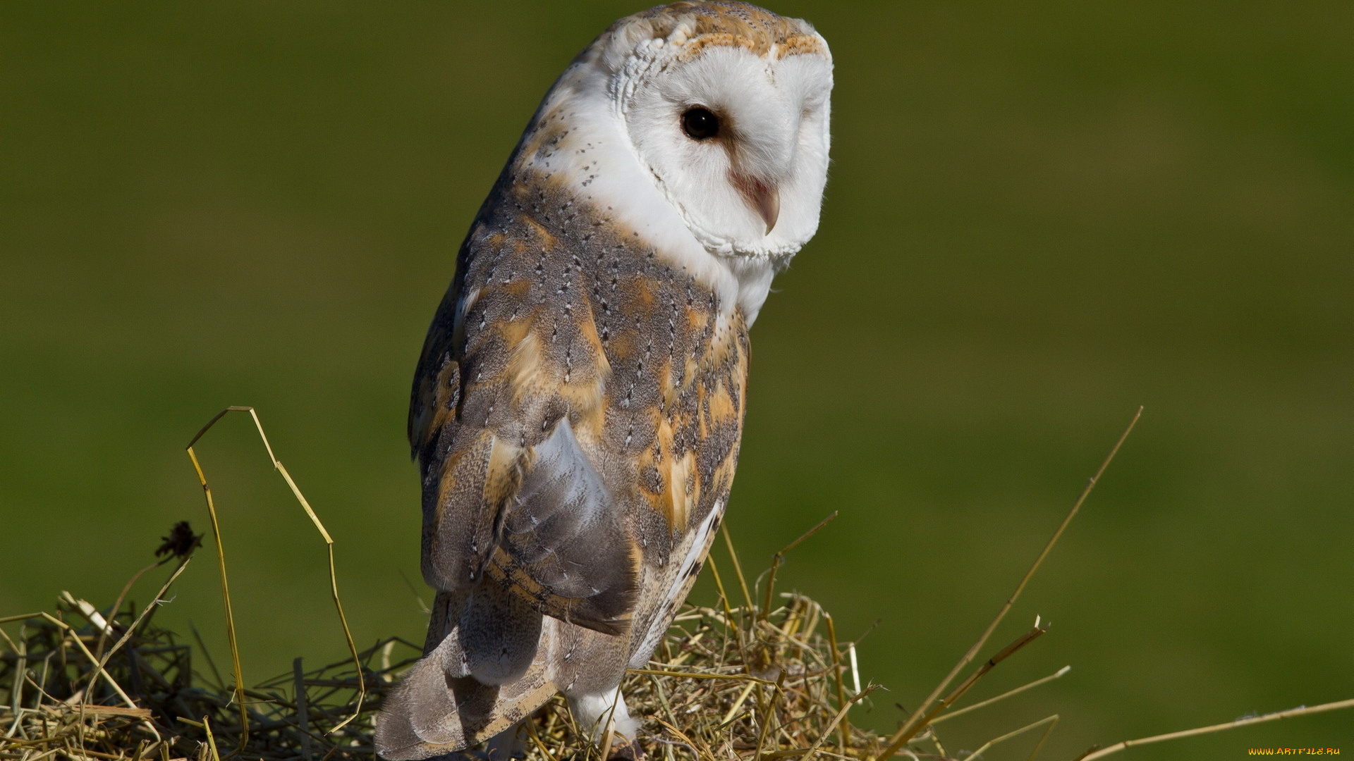 животные, совы, природа, сова, птица